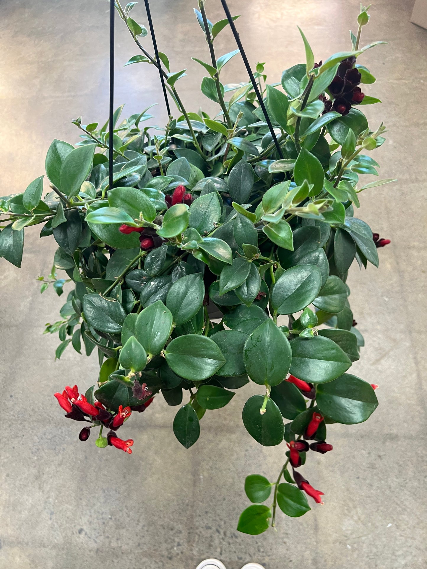 Aeschynanthus Mona Lisa