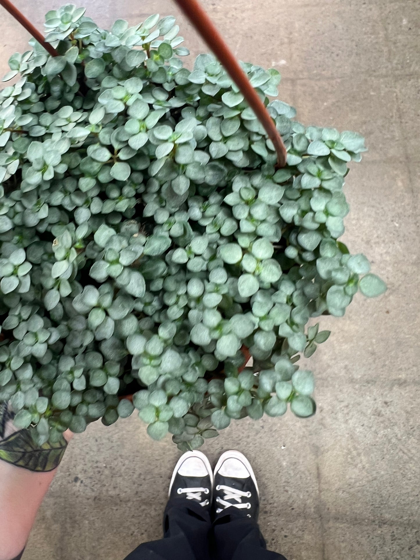 Pilea Aquamarine