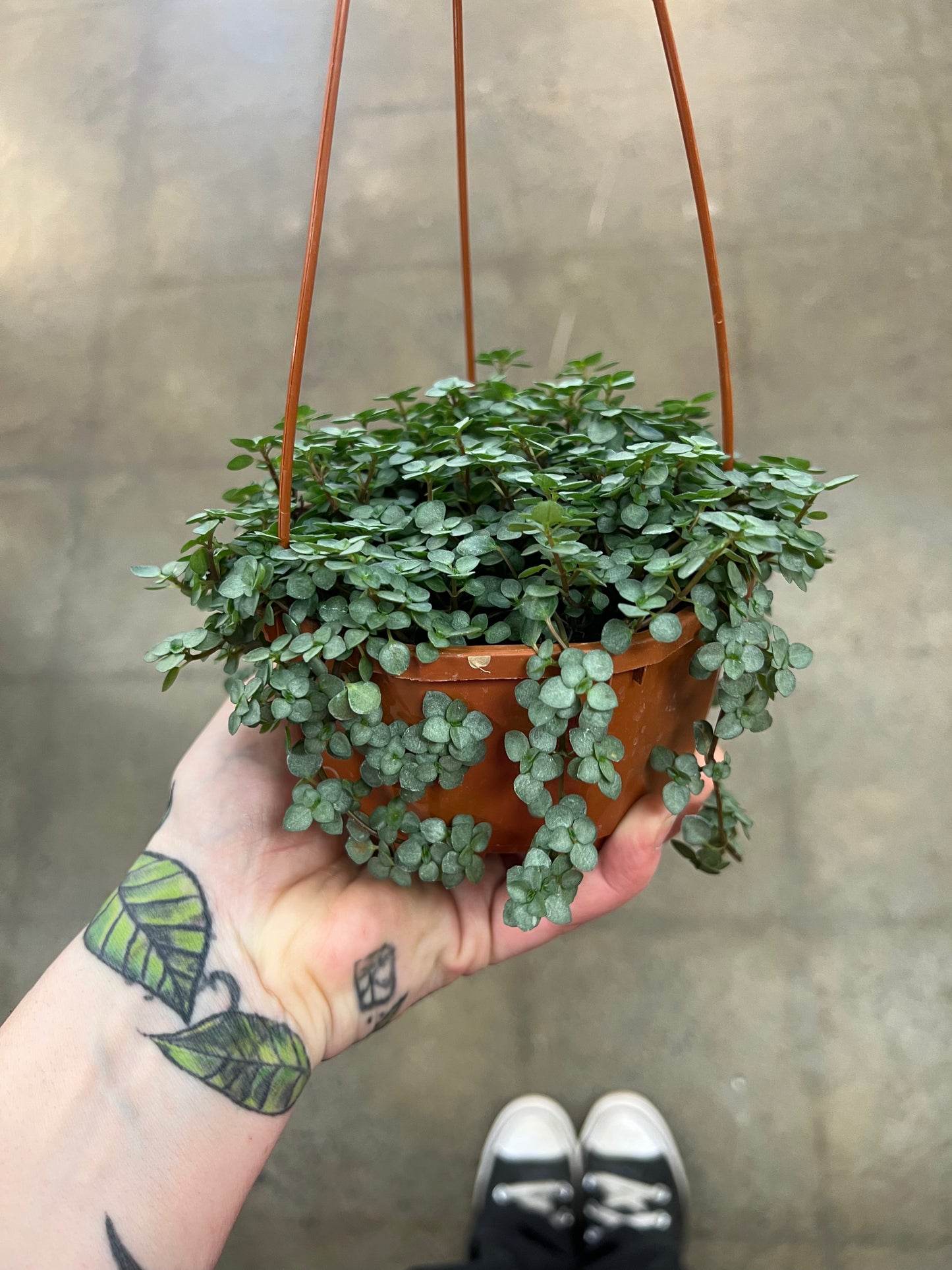 Pilea Aquamarine