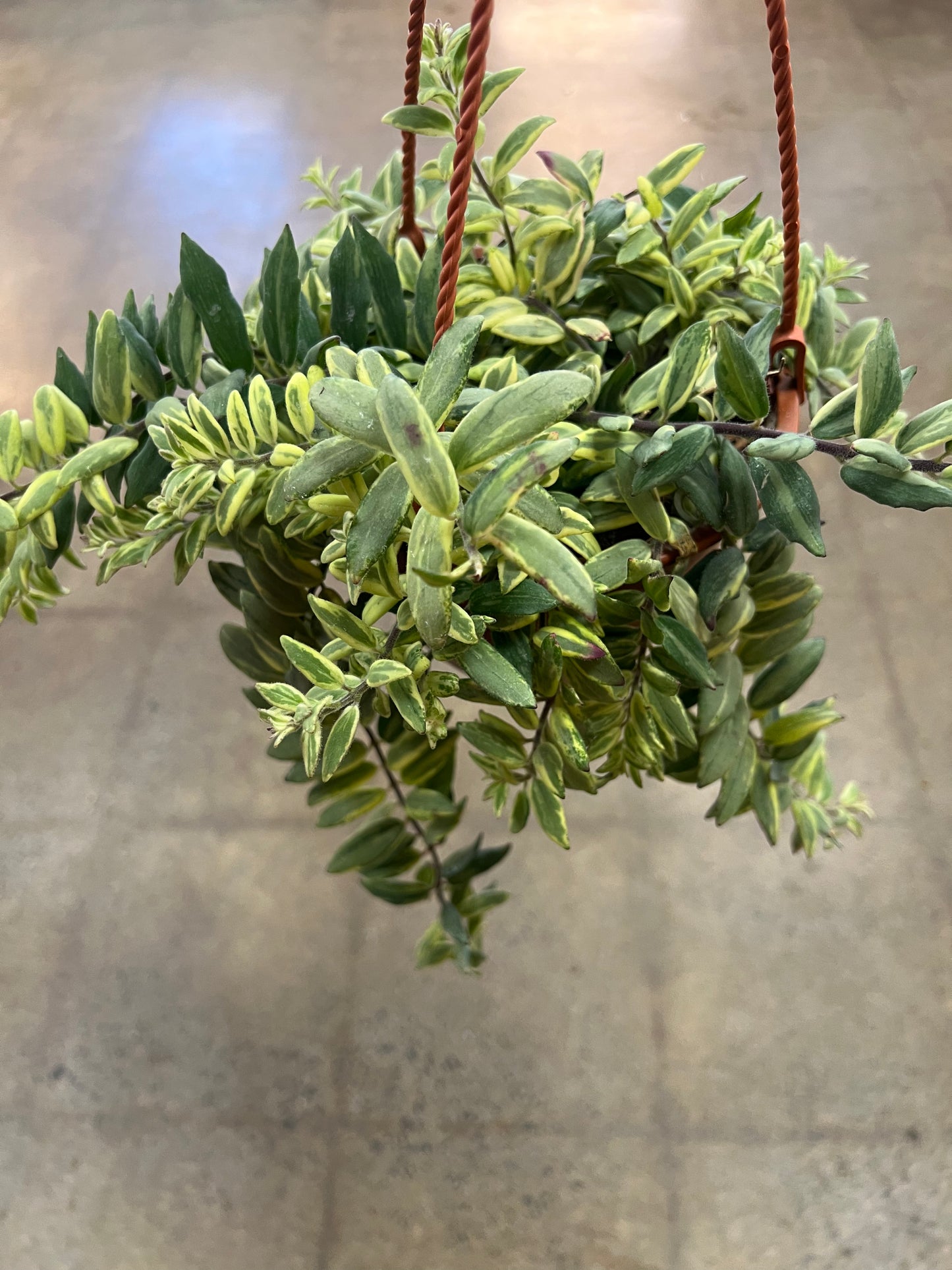 Aeschynanthus Monalisa Bolero Bicolore