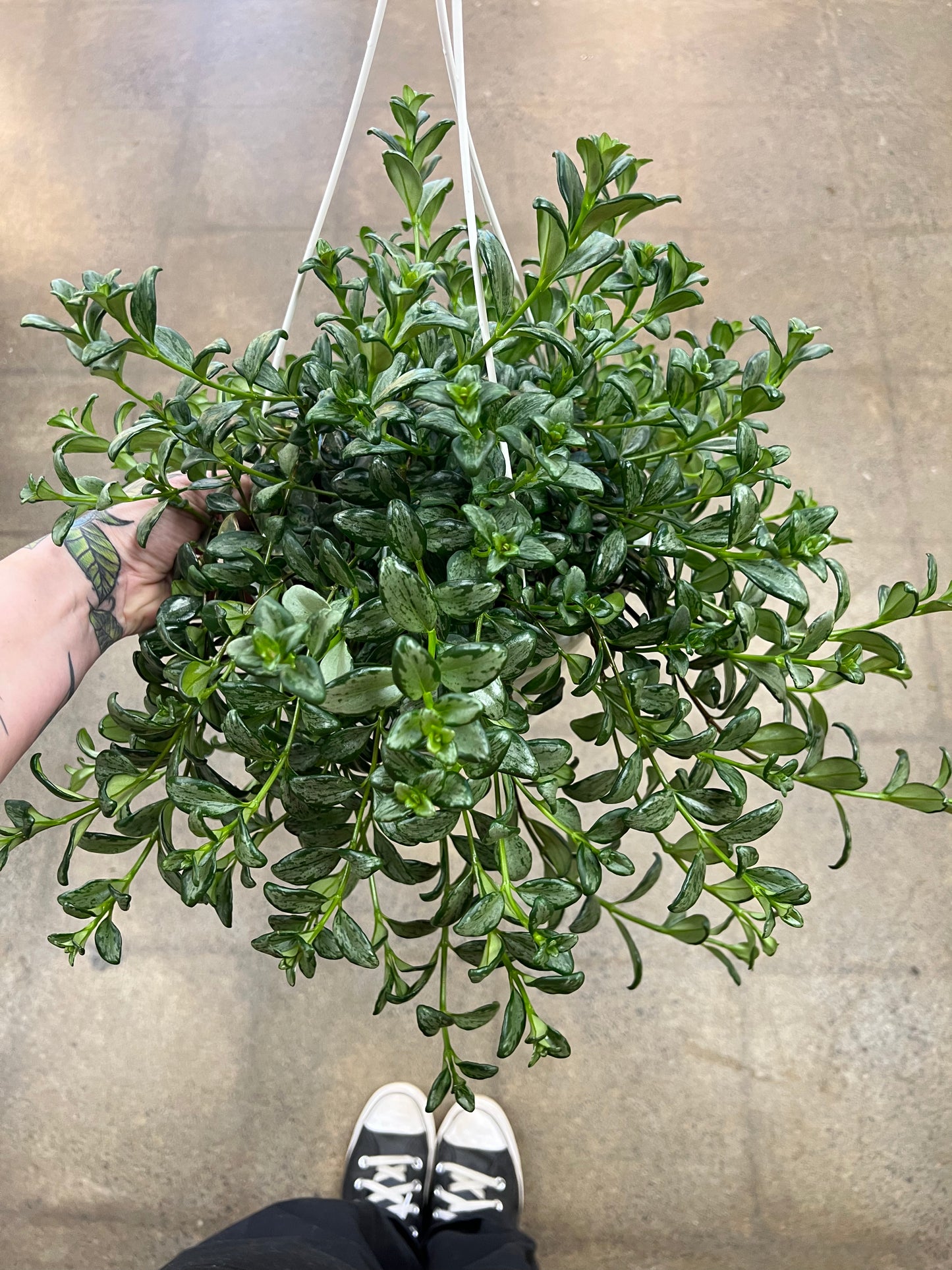 Variegated Hypocerta