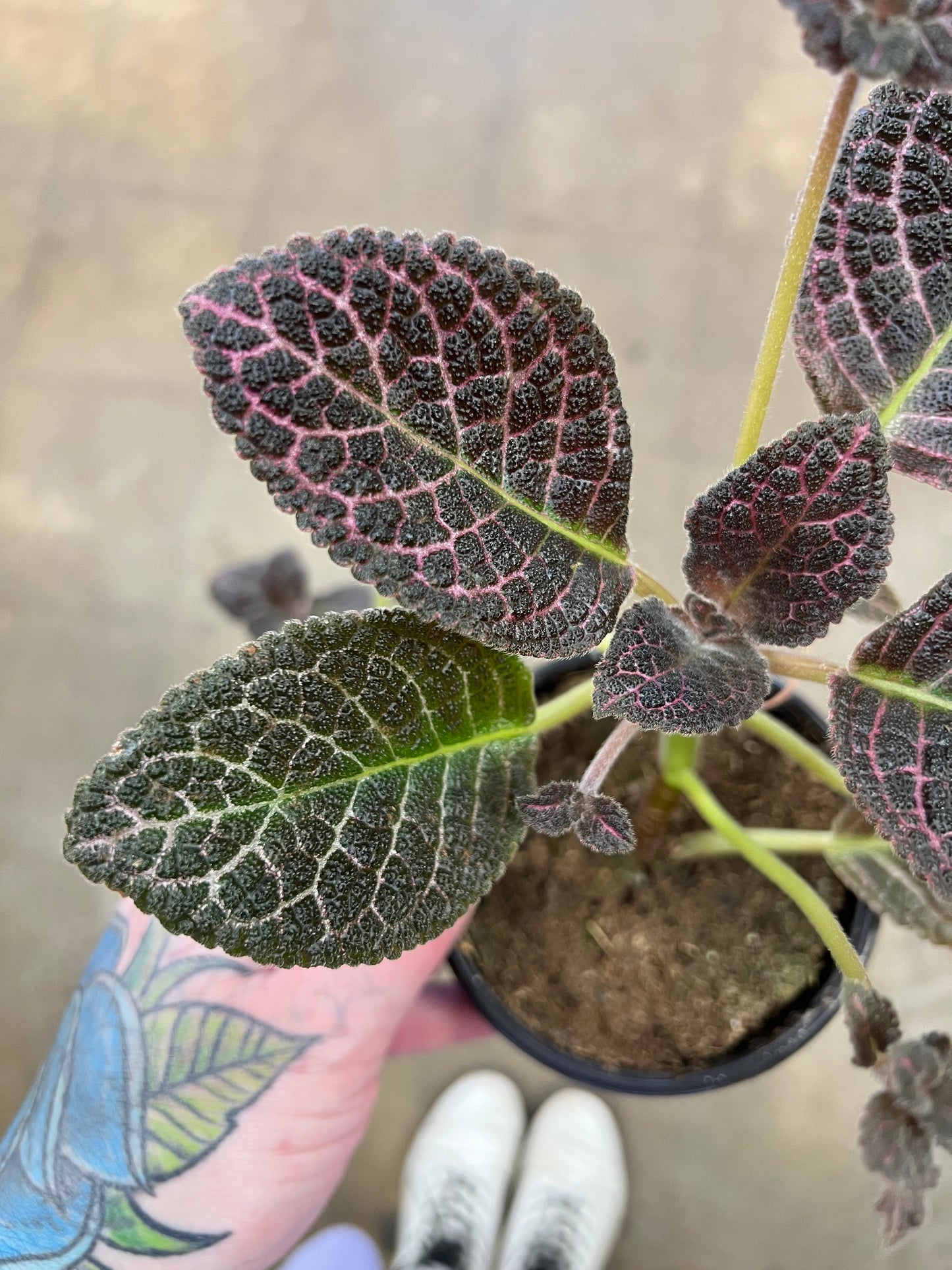 Episcia Copper
