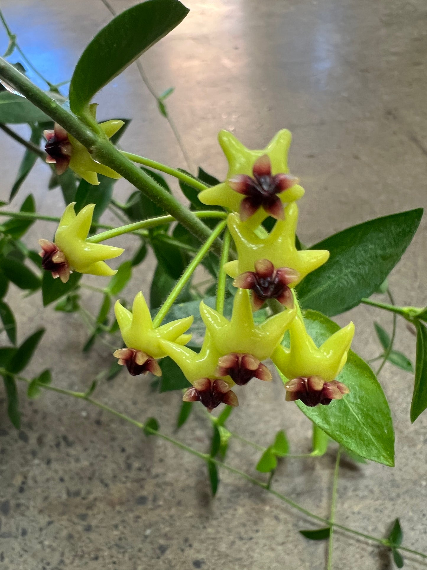 Hoya Densifolia