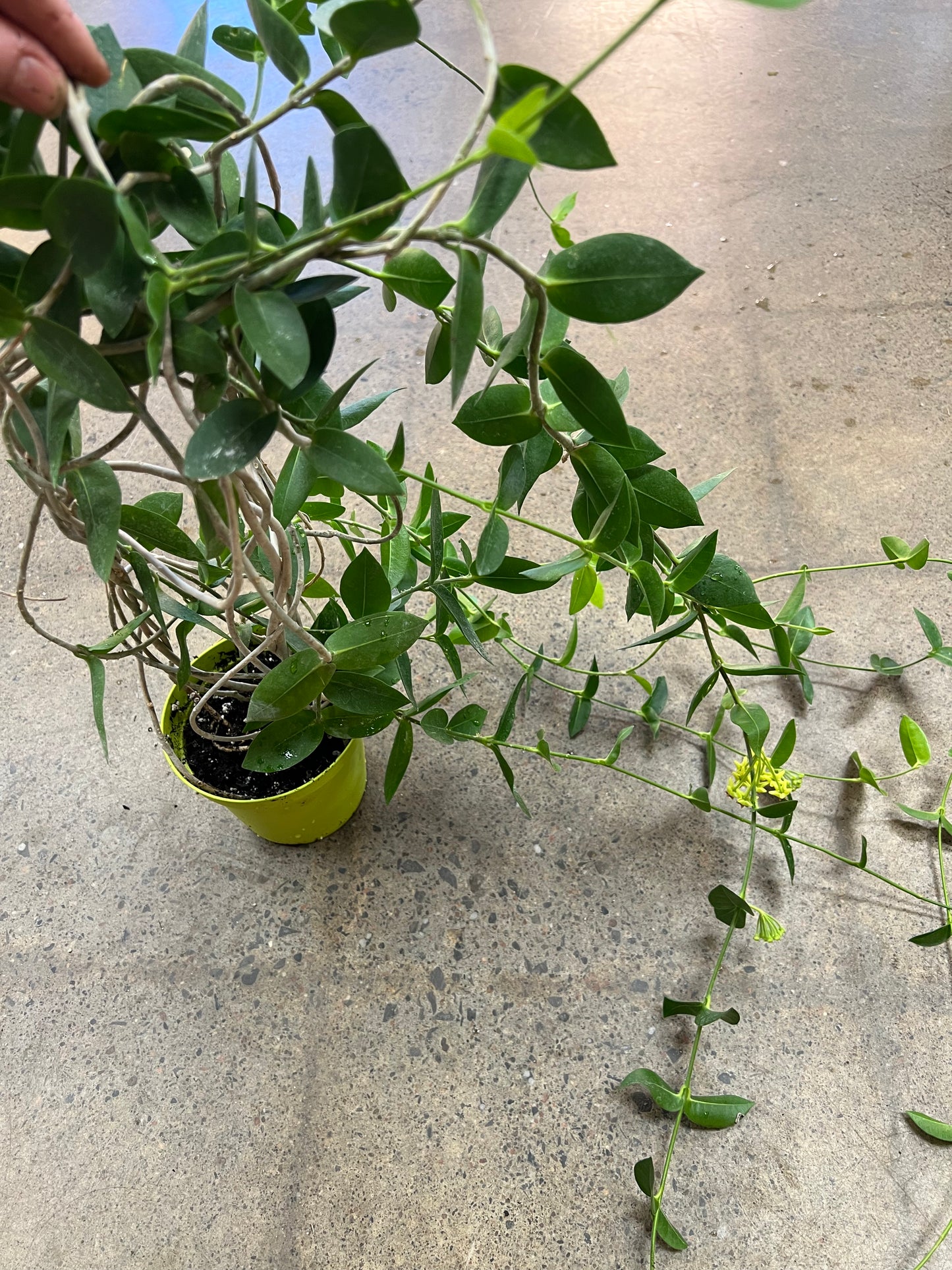 Hoya Densifolia