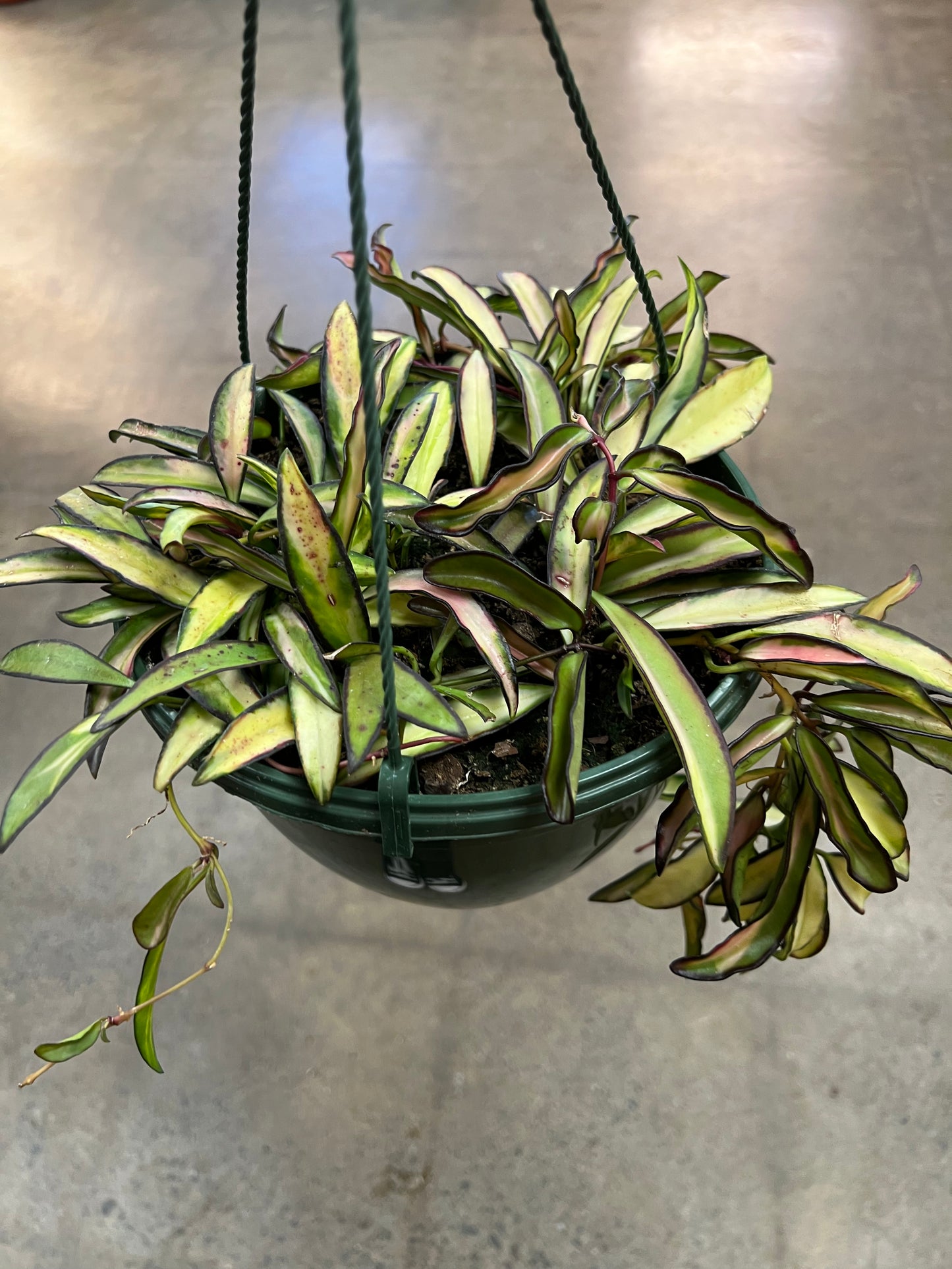Hoya Wayetii