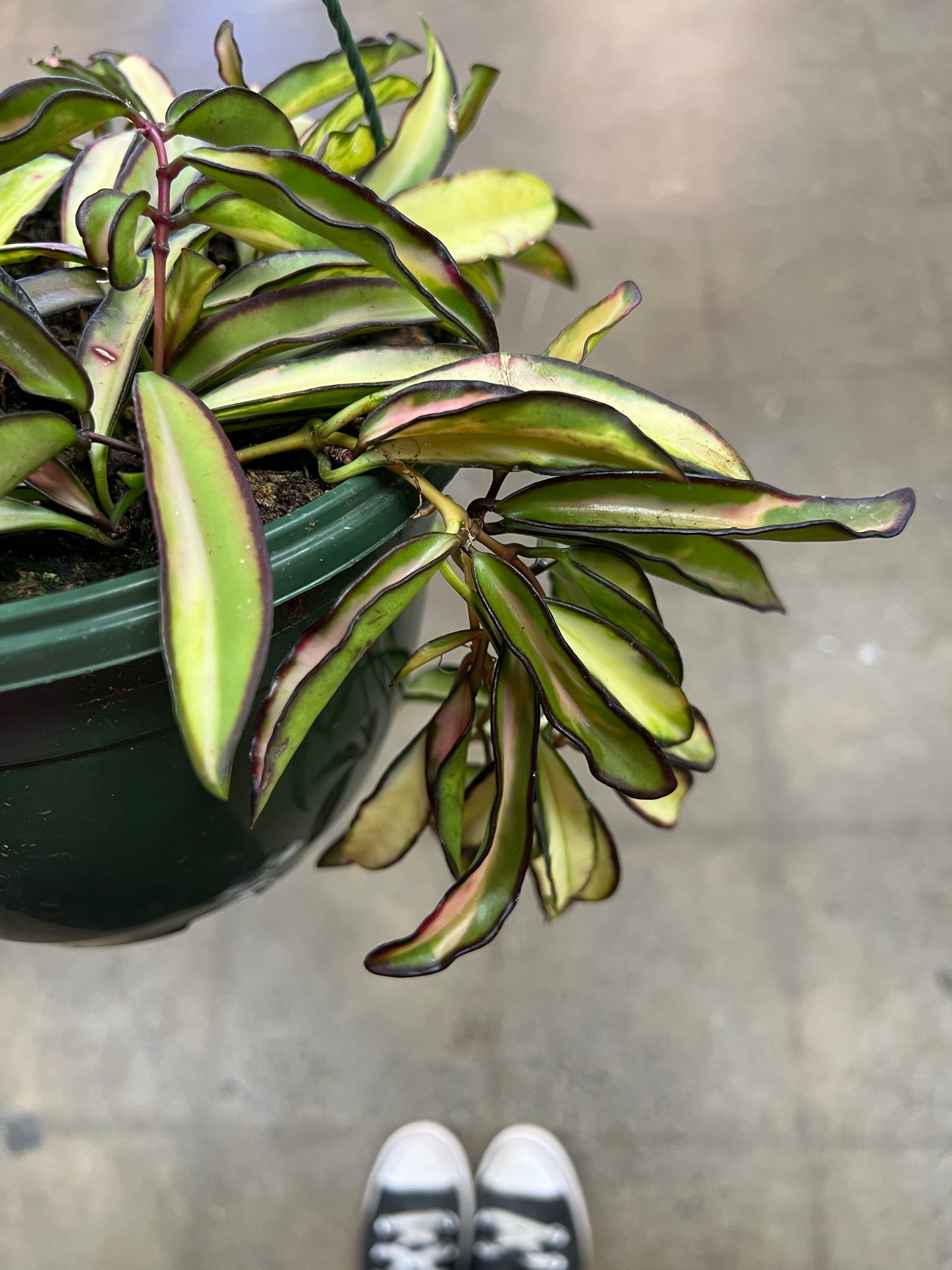 Hoya Wayetii