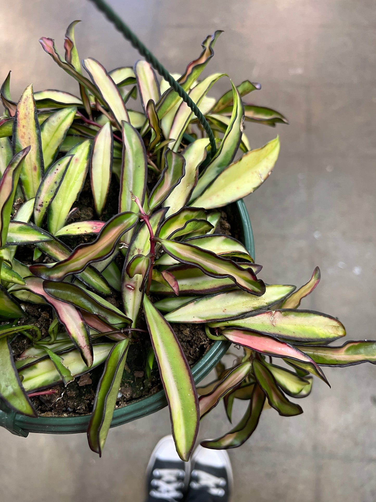 Hoya Wayetii