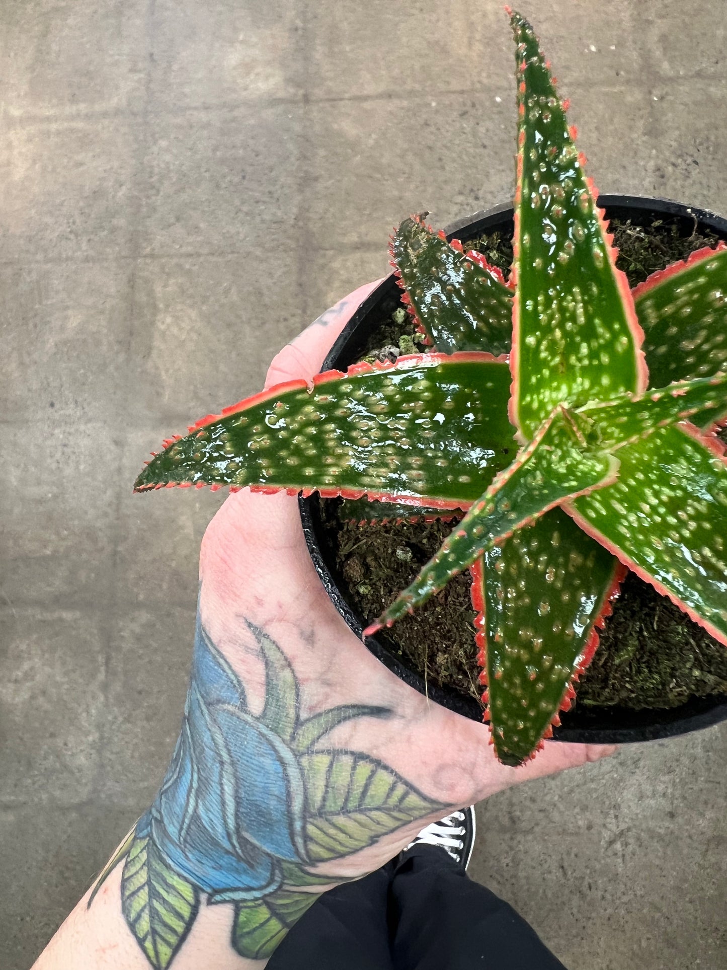 Aloe Red Edge