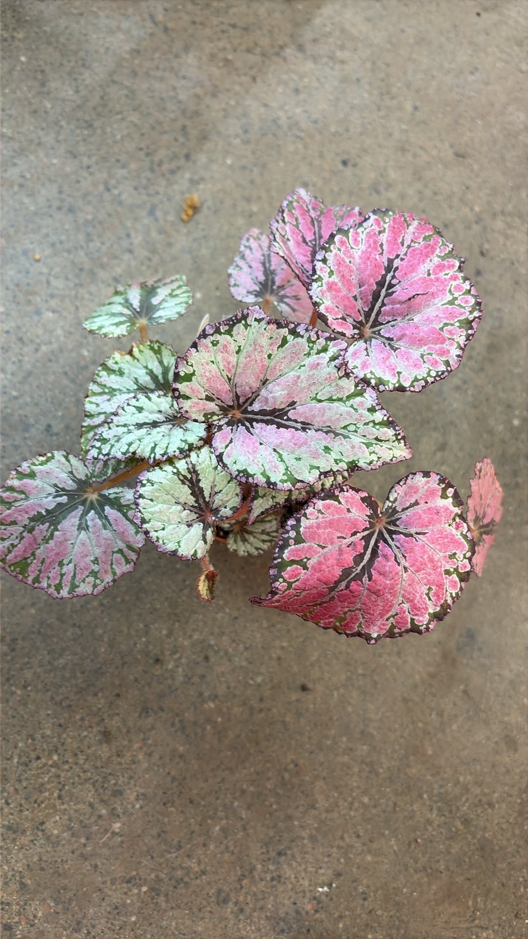 Bégonia Harmony's Lacey Clossom
