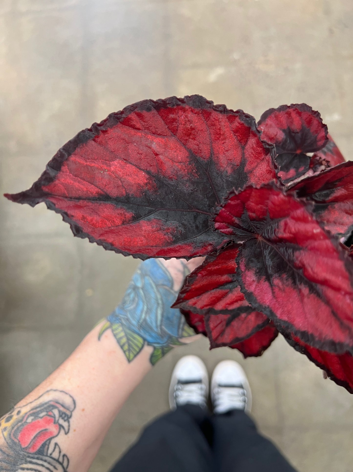 Begonia Red Kiss
