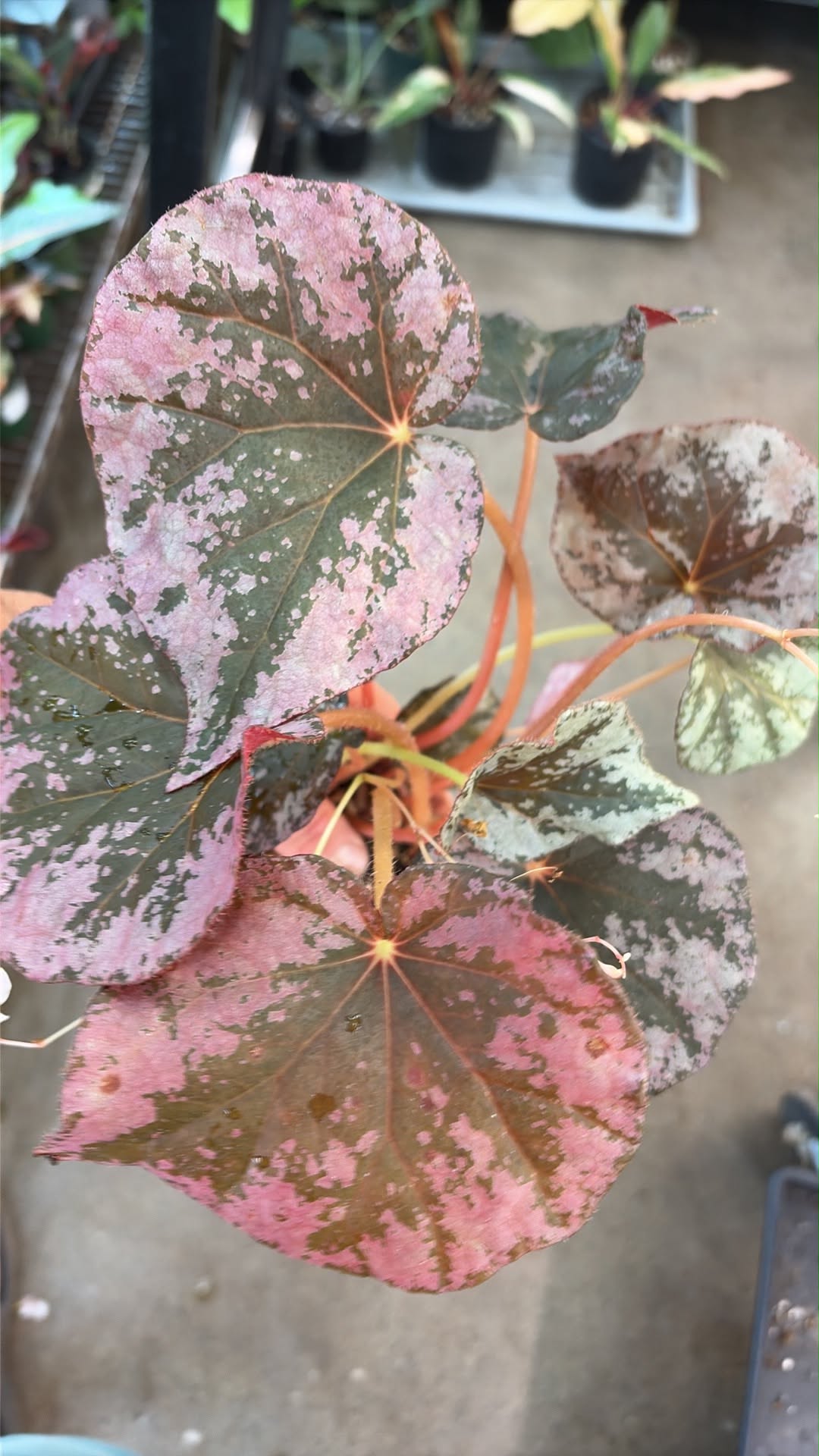Bégonia Harmony's Sykakiengii