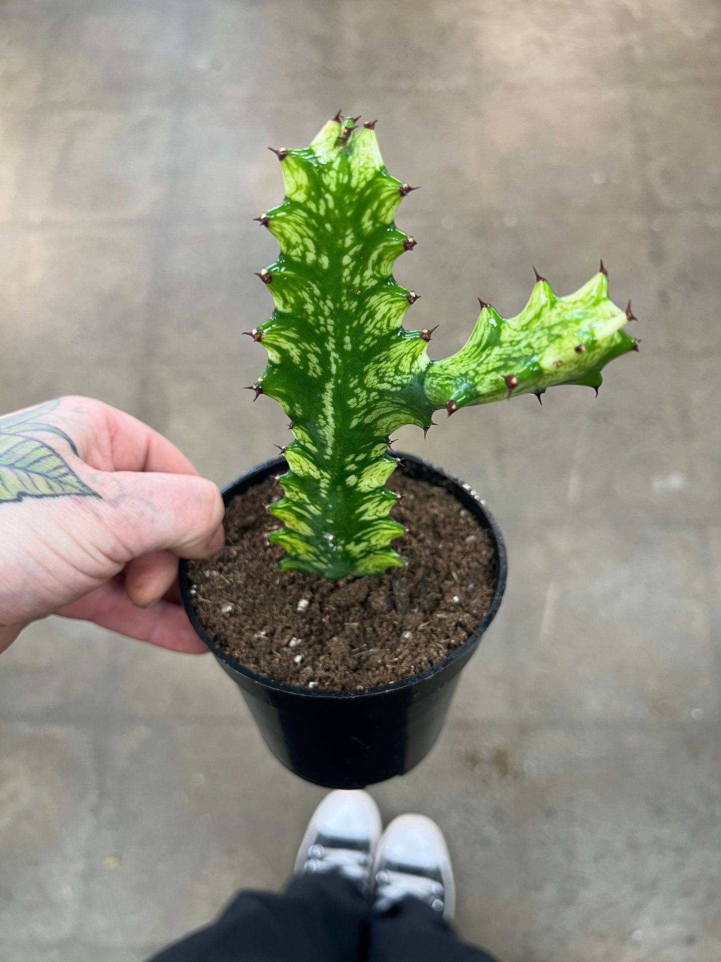 Euphorbia Trigona Mint Cream