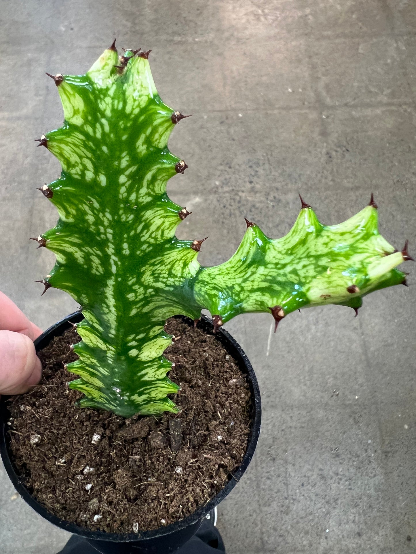 Euphorbia Trigona Mint Cream