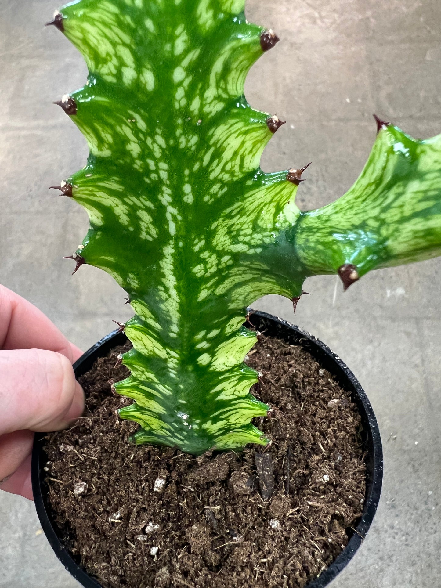 Euphorbia Trigona Mint Cream