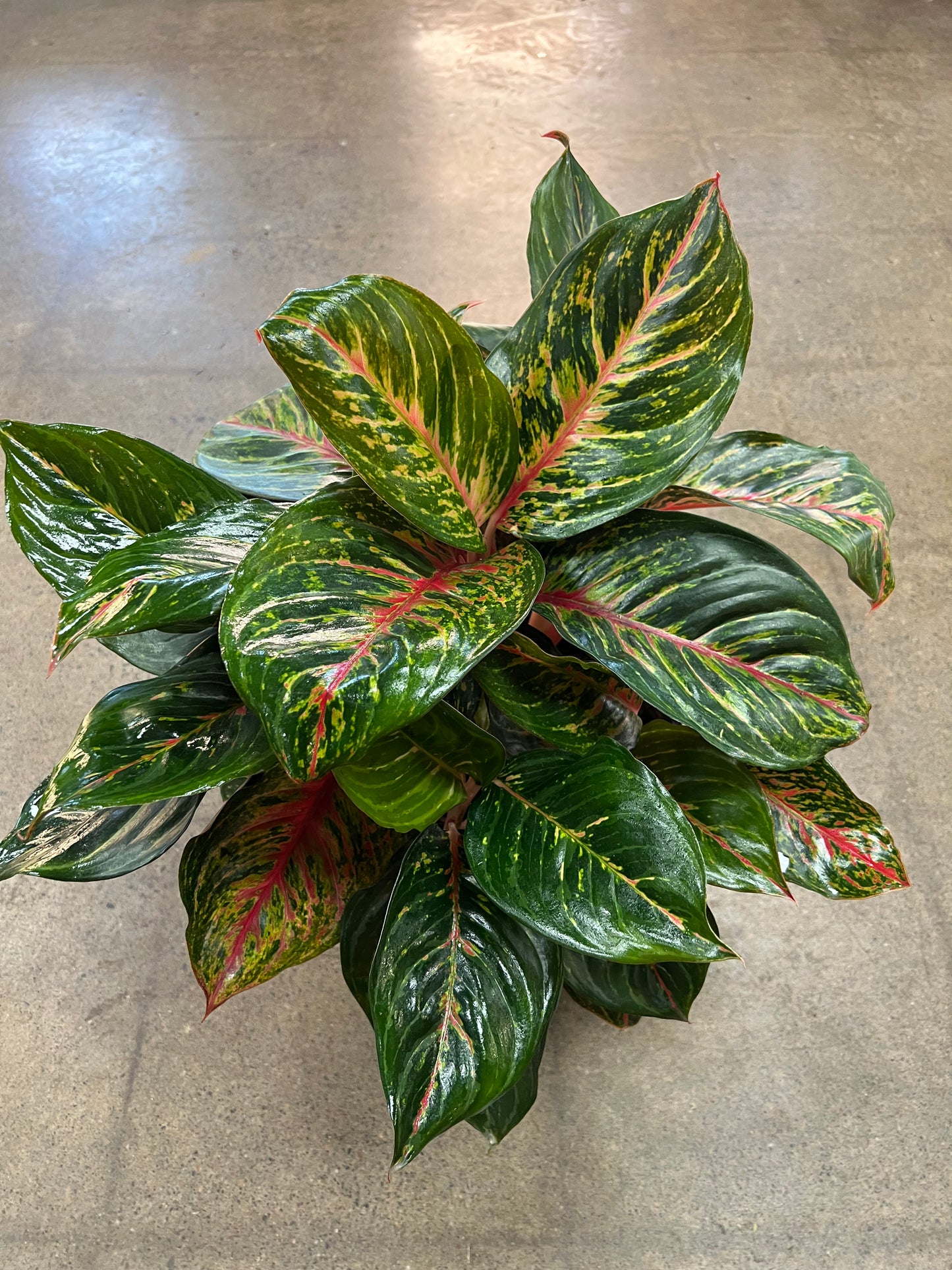 Aglaonema Red Emerald