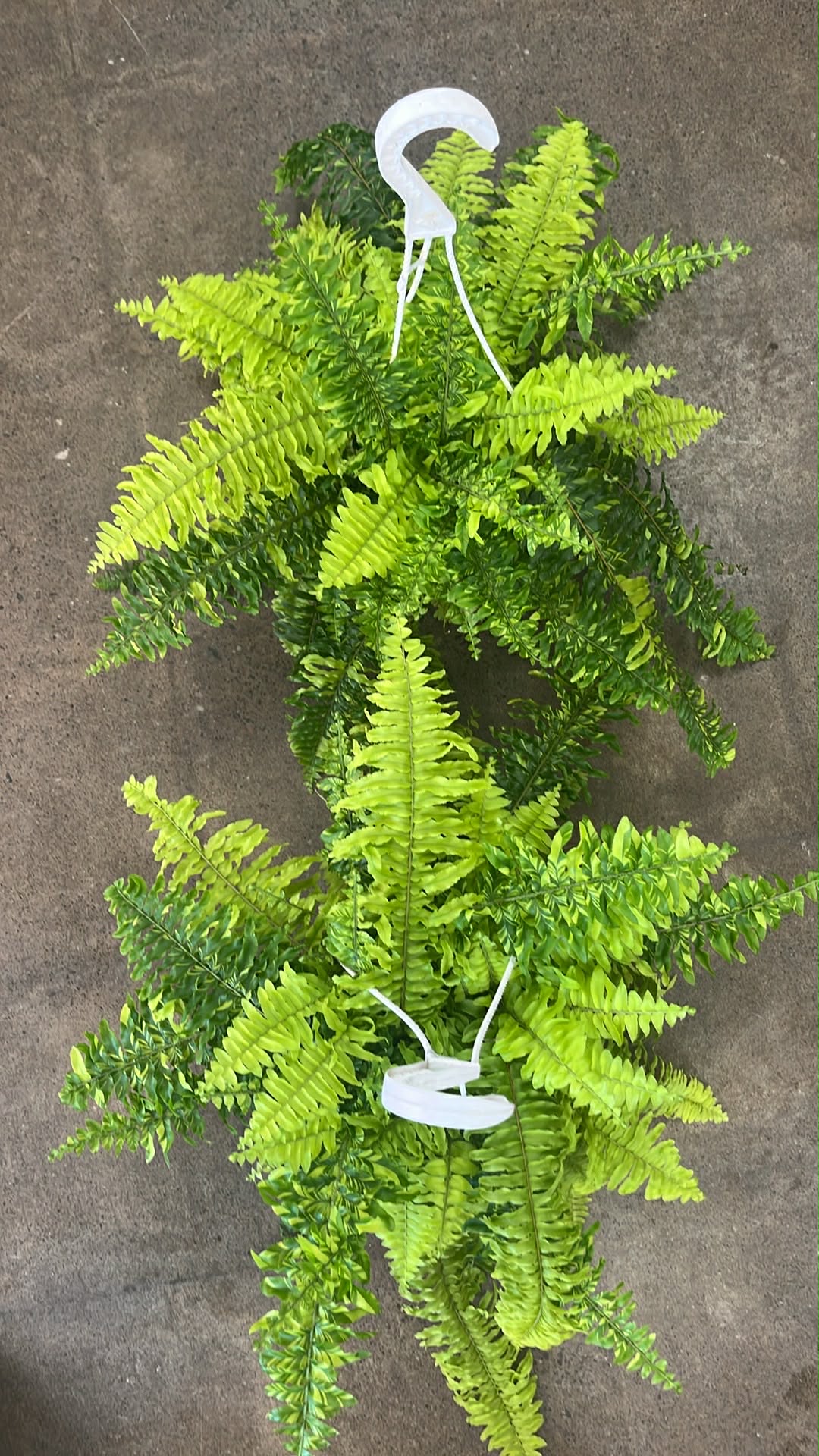 Fern Tiger