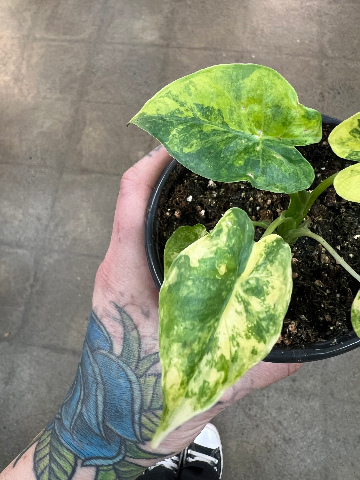 Alocasia Gageana Aurea