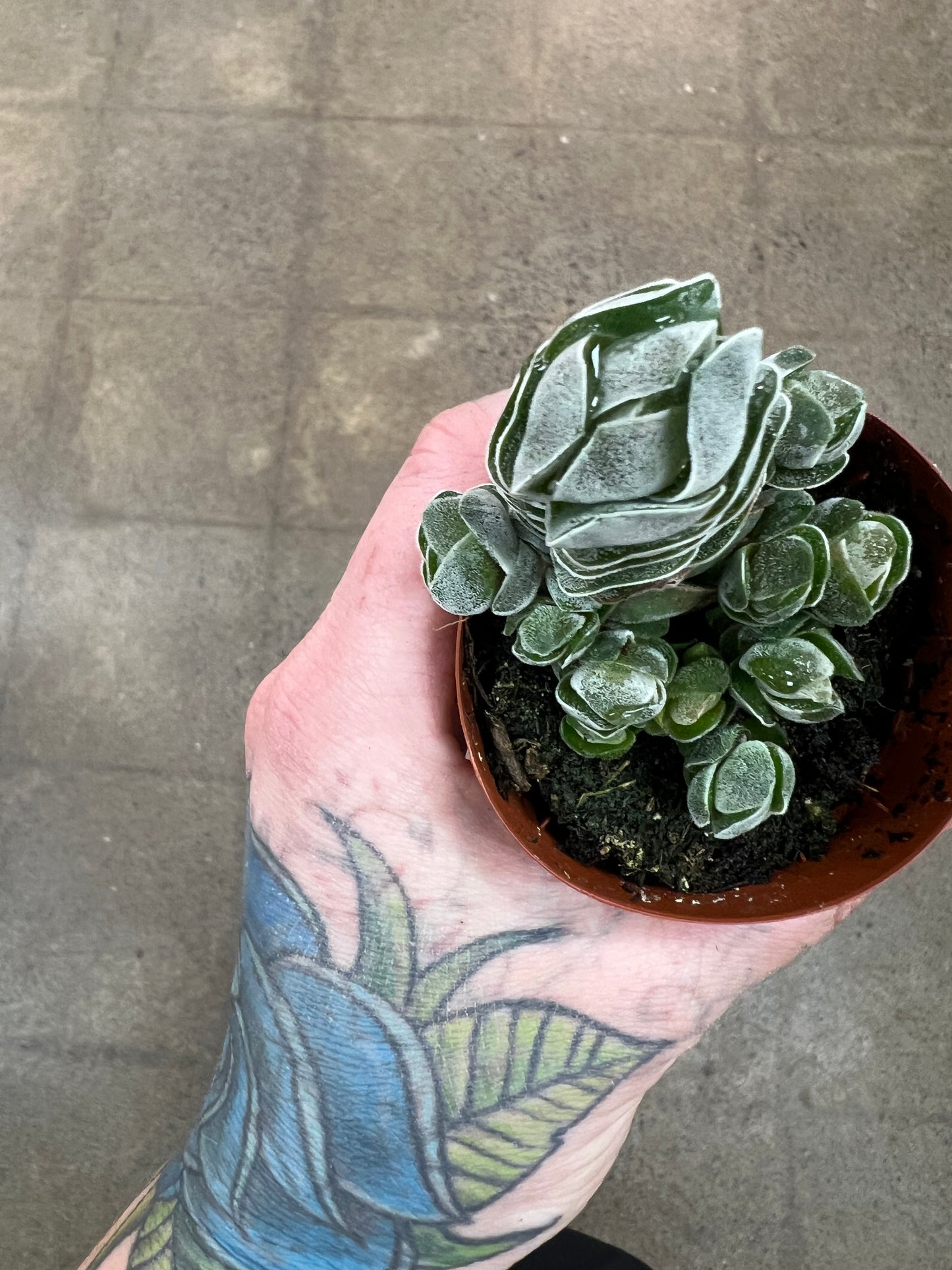 Crassula Barklyi Ivory Pagoda