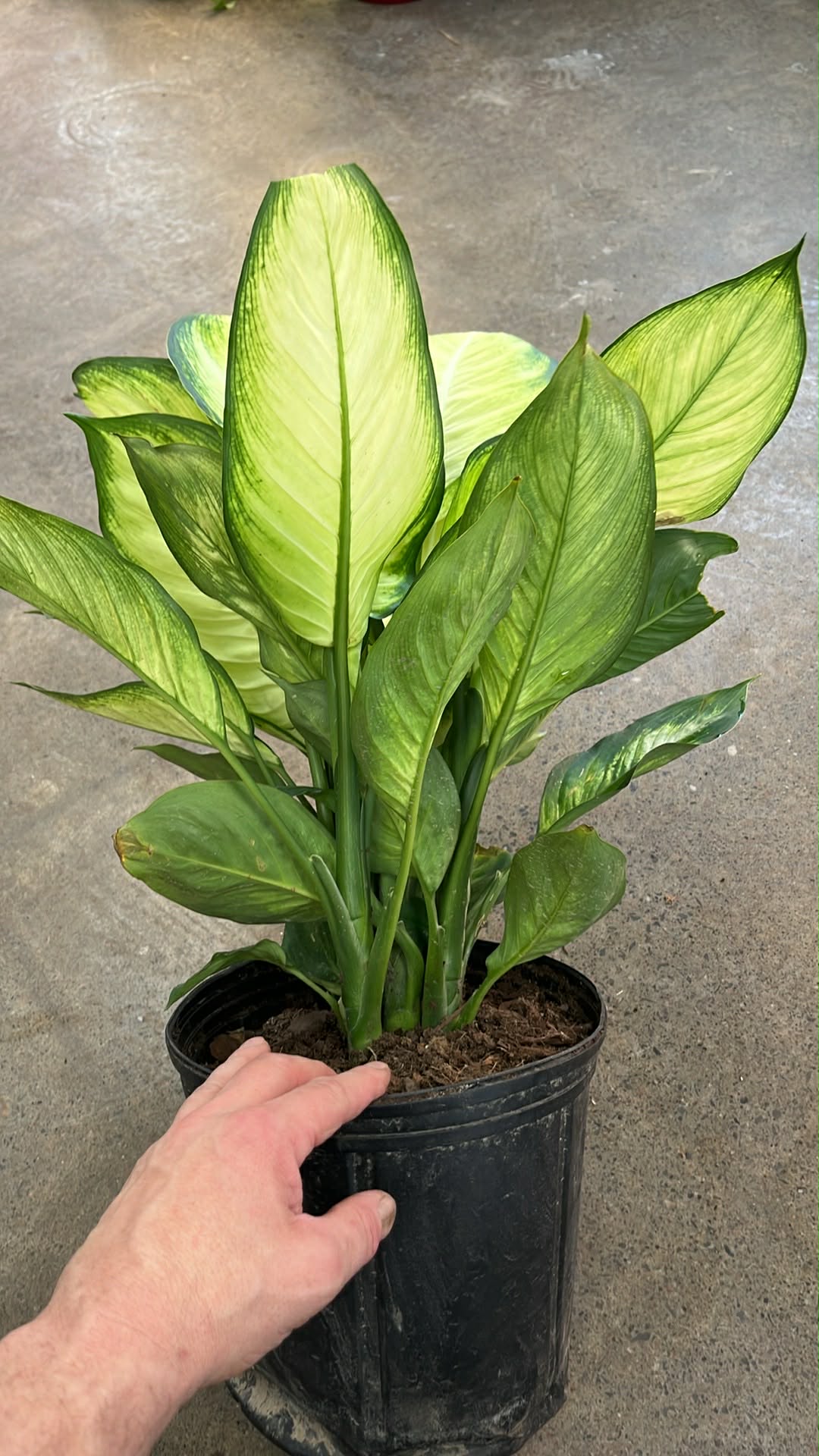 Dieffenbachia Tropic Marianne
