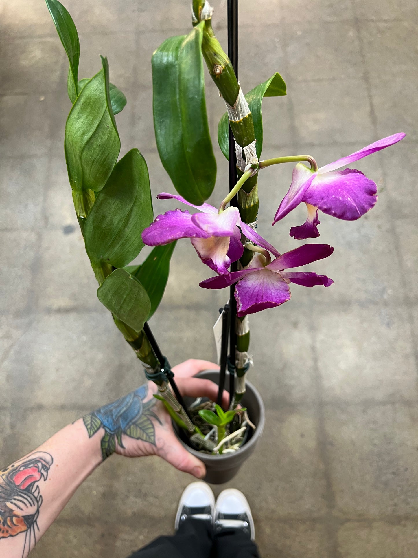 Orchidée Dendrobium