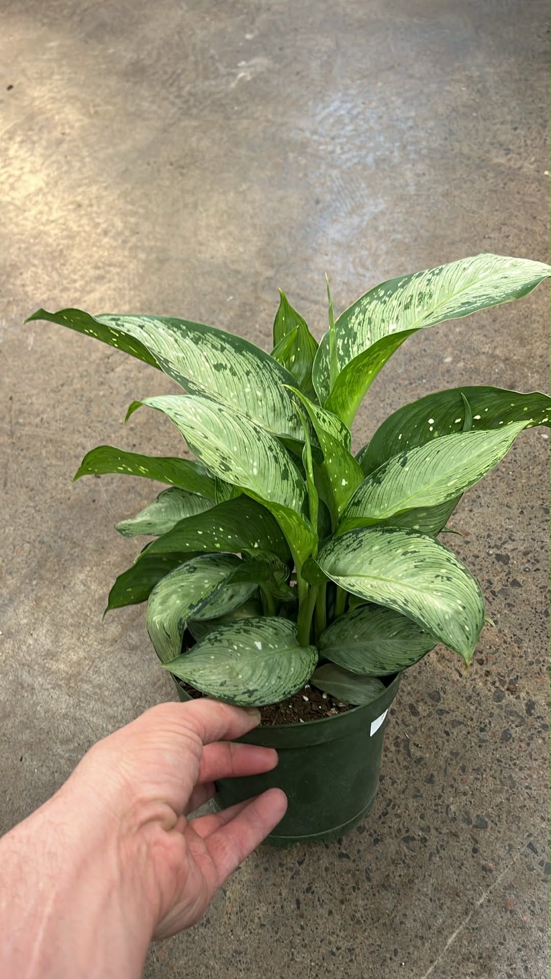 Dieffenbachia Memoria Corsii