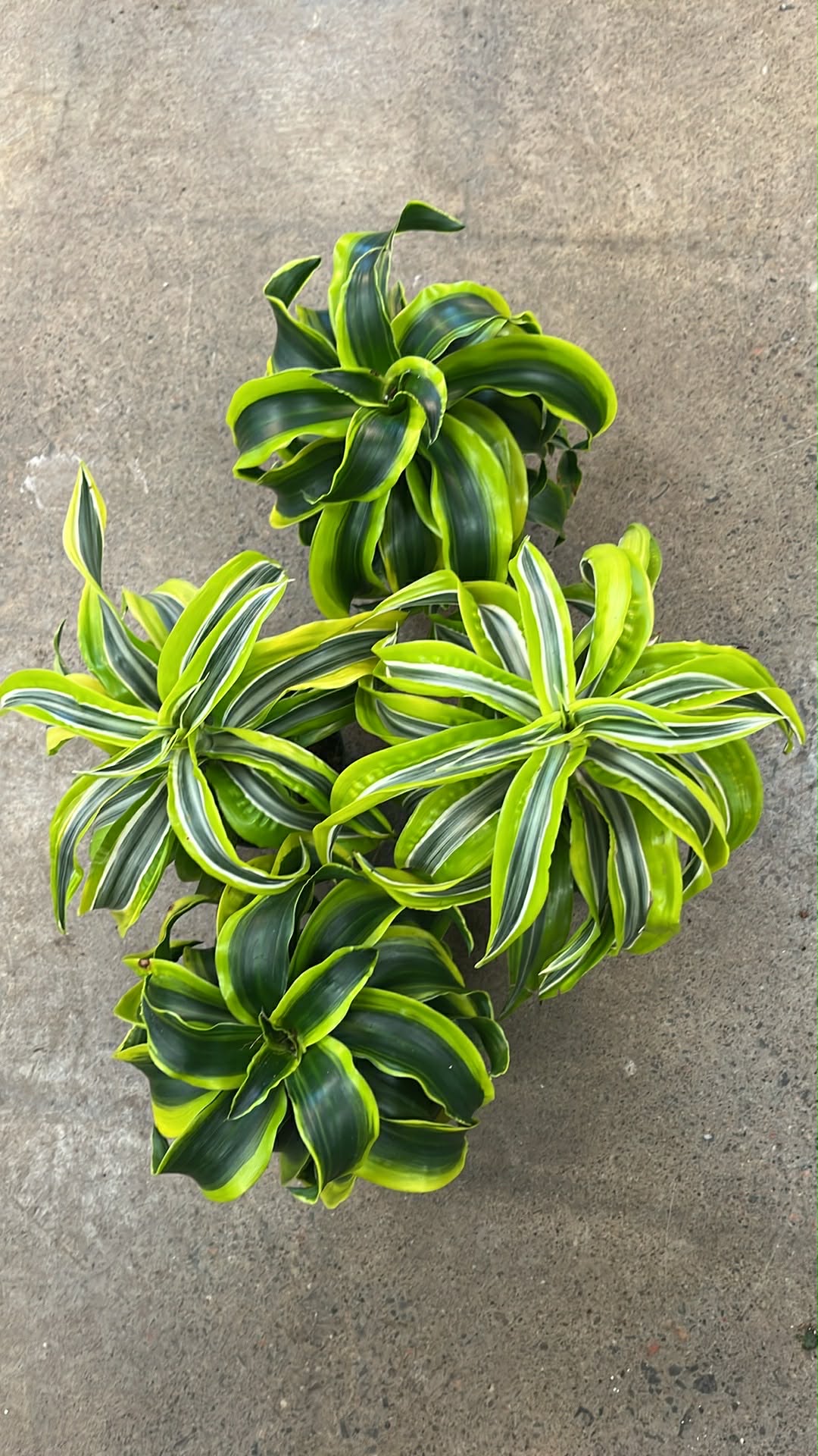 Dracaena Dorado