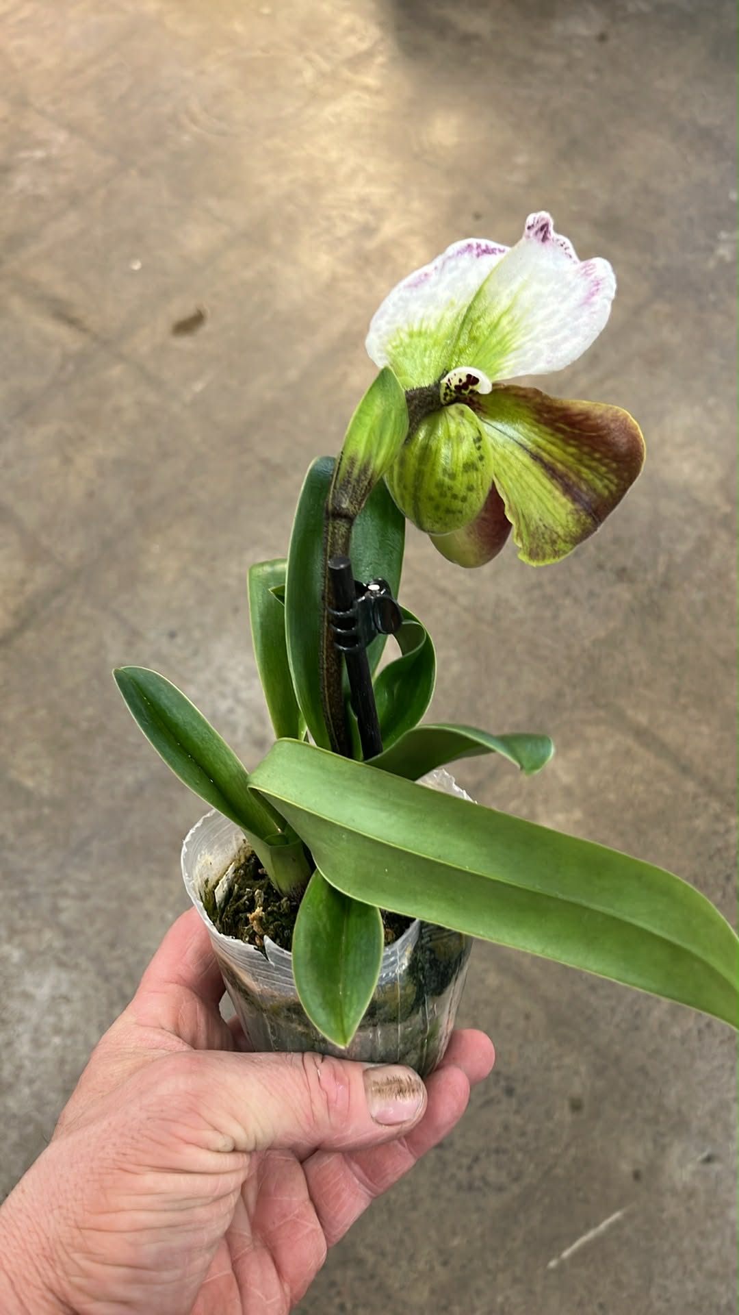 Orchidée Lady Slipper Paphiopedilum Bulldog