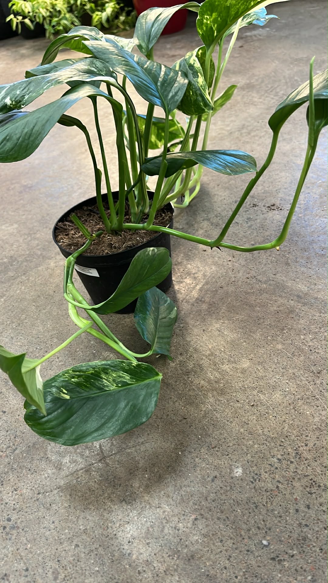 Monstera Lechleriana Variegated
