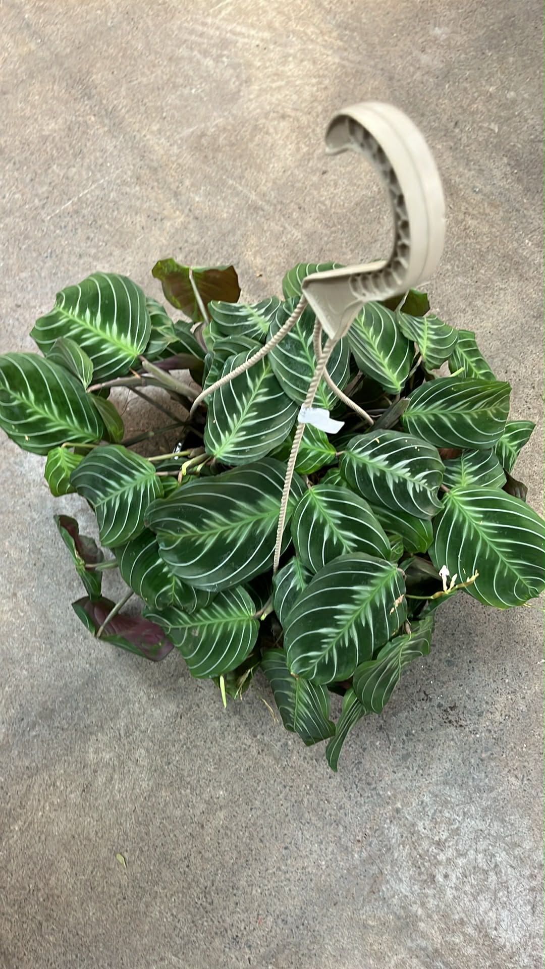 Maranta Leuconeura Cat Moustache