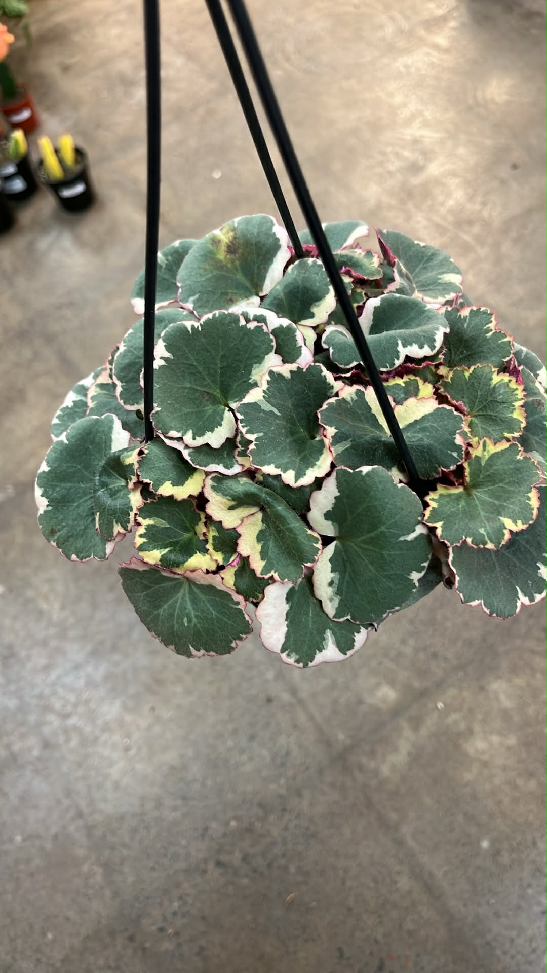 Bégonia Strawberry Tricolor