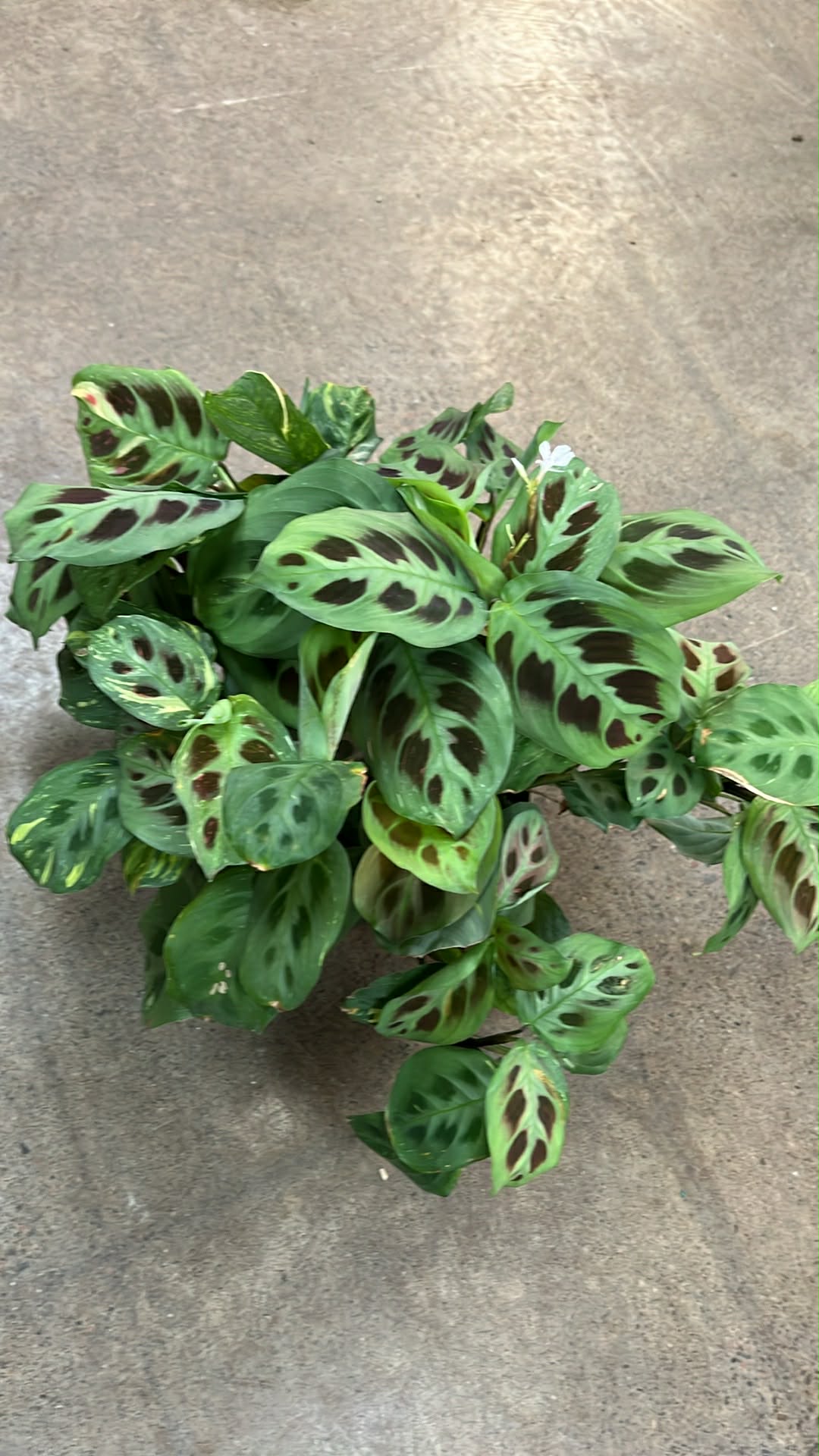 Maranta Leuconeura Variegated