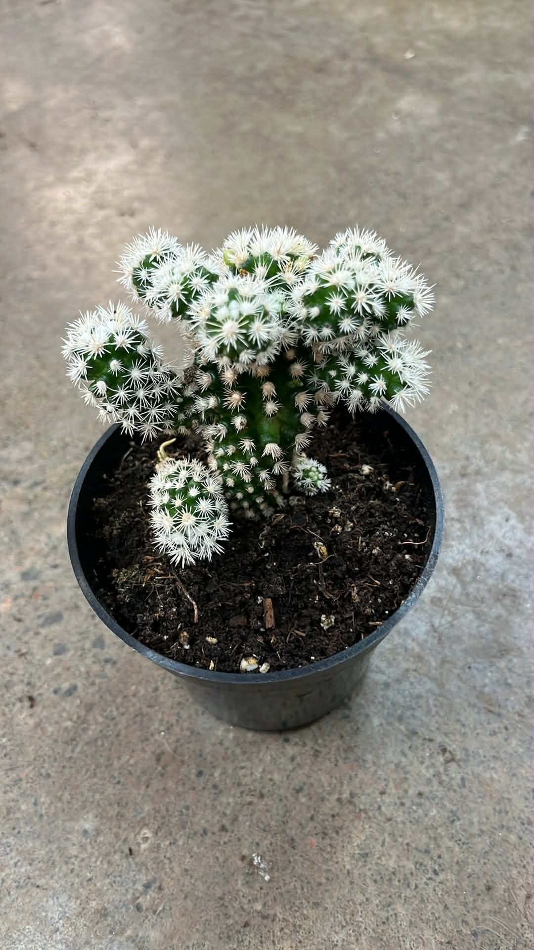 Mammillaria Gracilis Arizona Snow