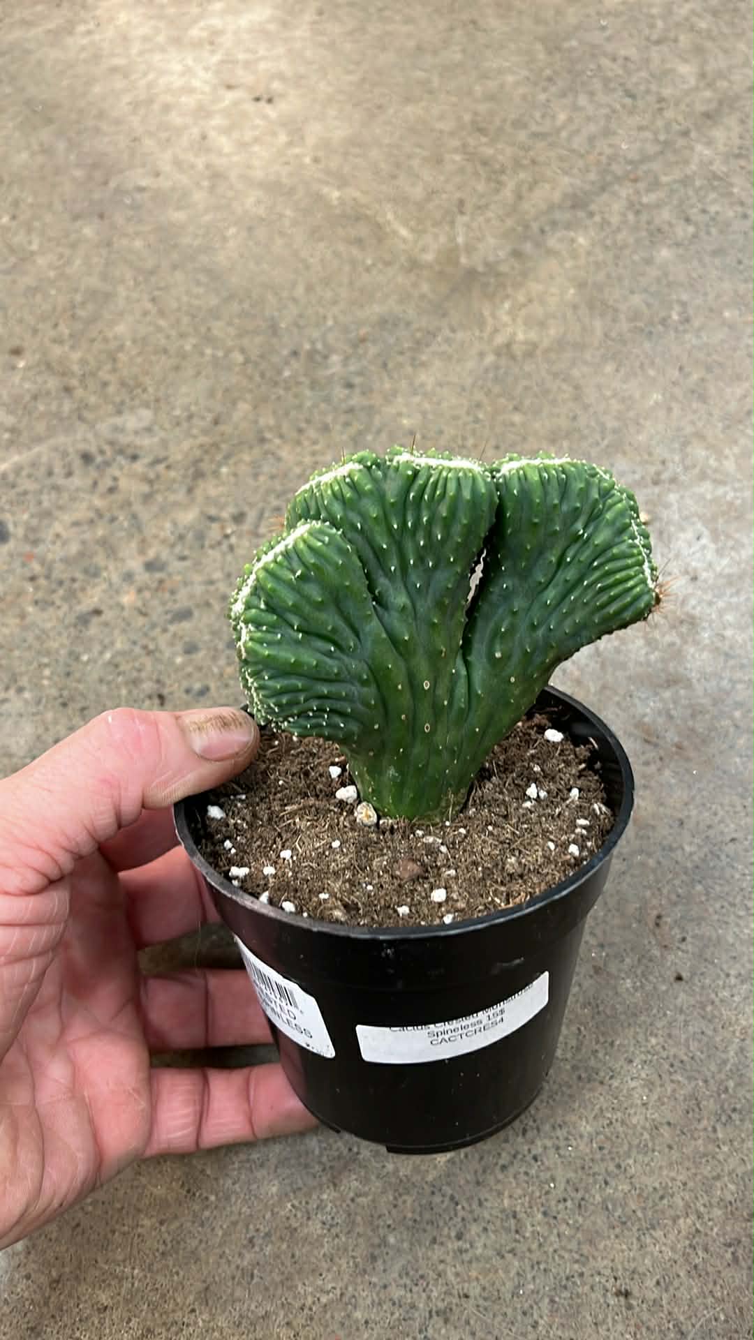 Cactus Crested Monstrose Spineless