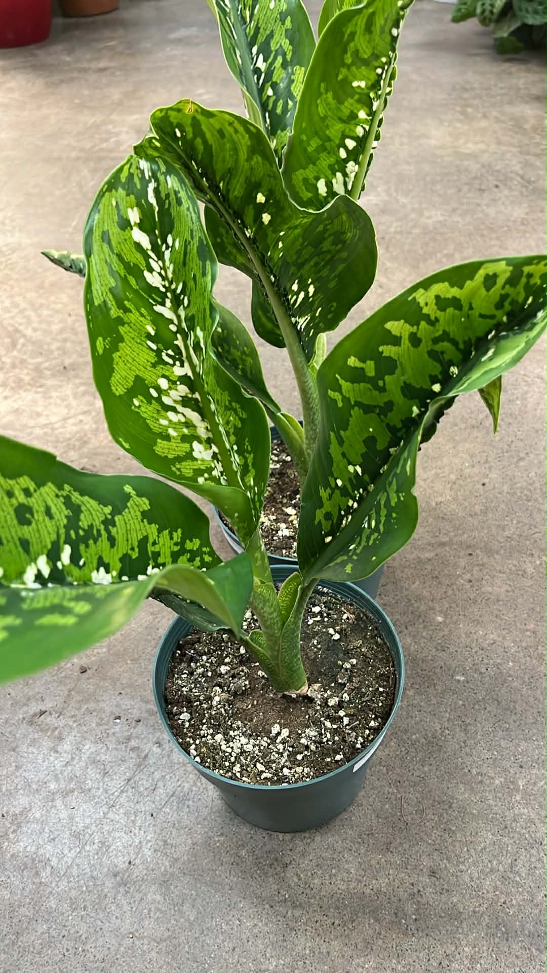 Dieffenbachia Crocodile