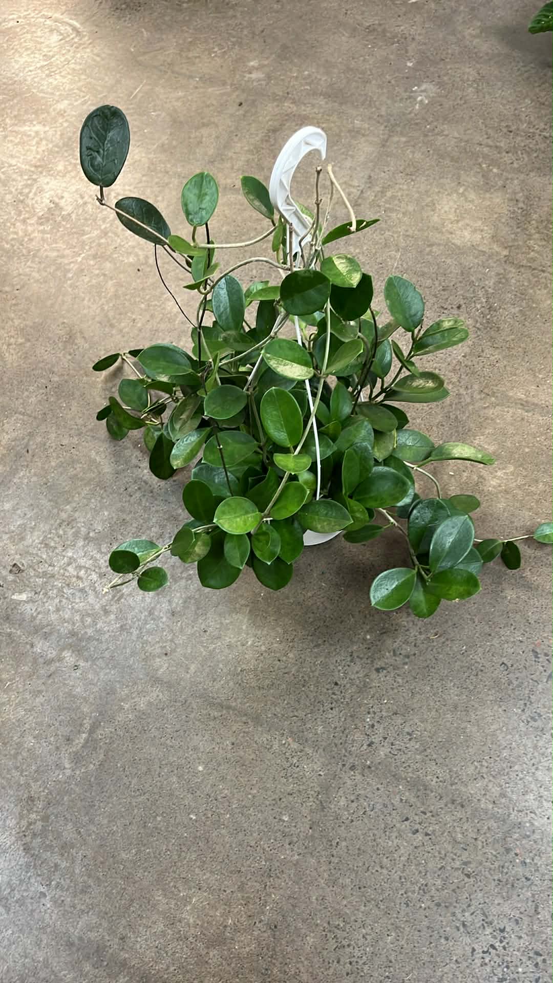 Hoya Australis