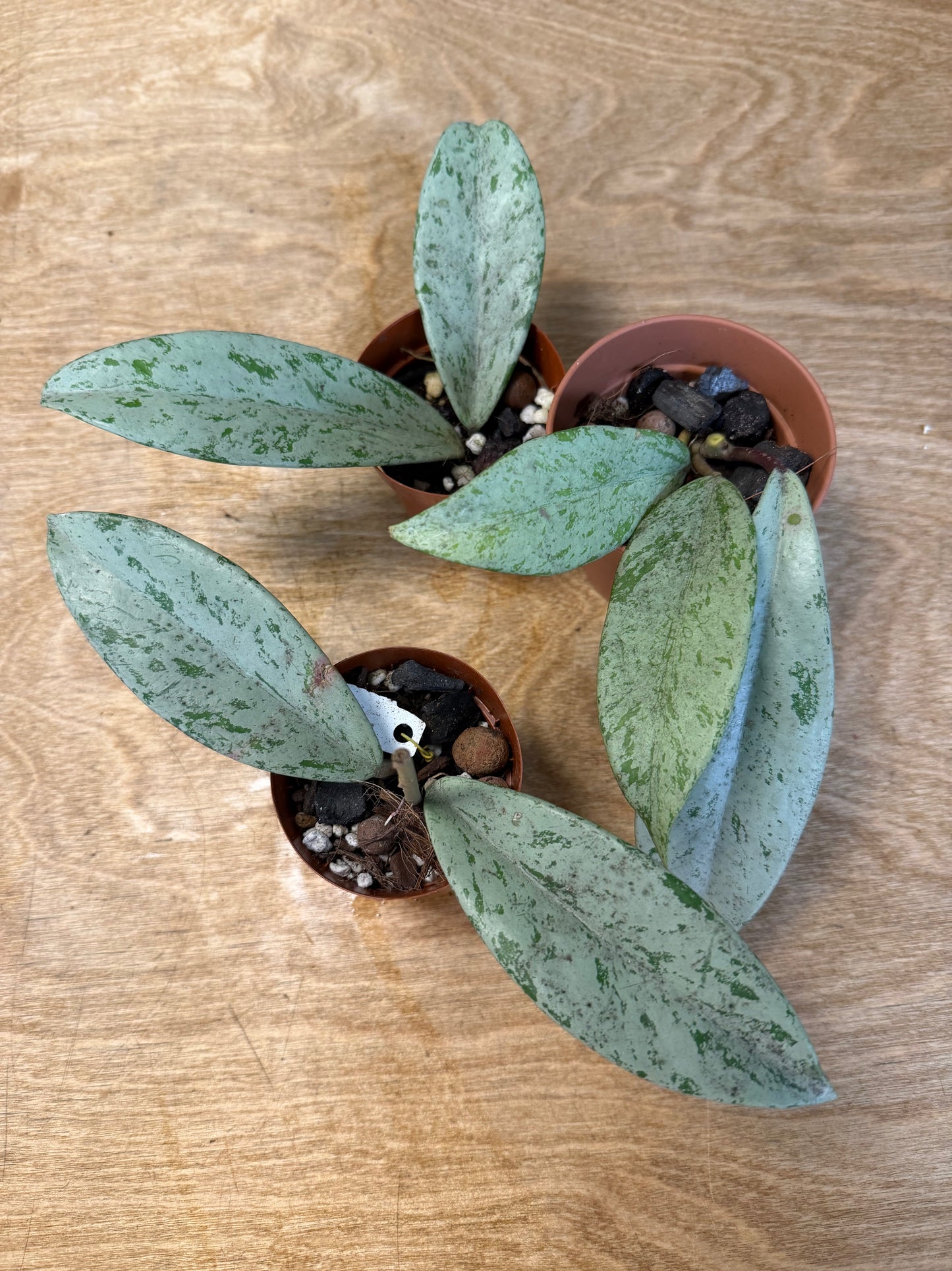 Hoya Pubicalyx pink Silver Splash Ghost