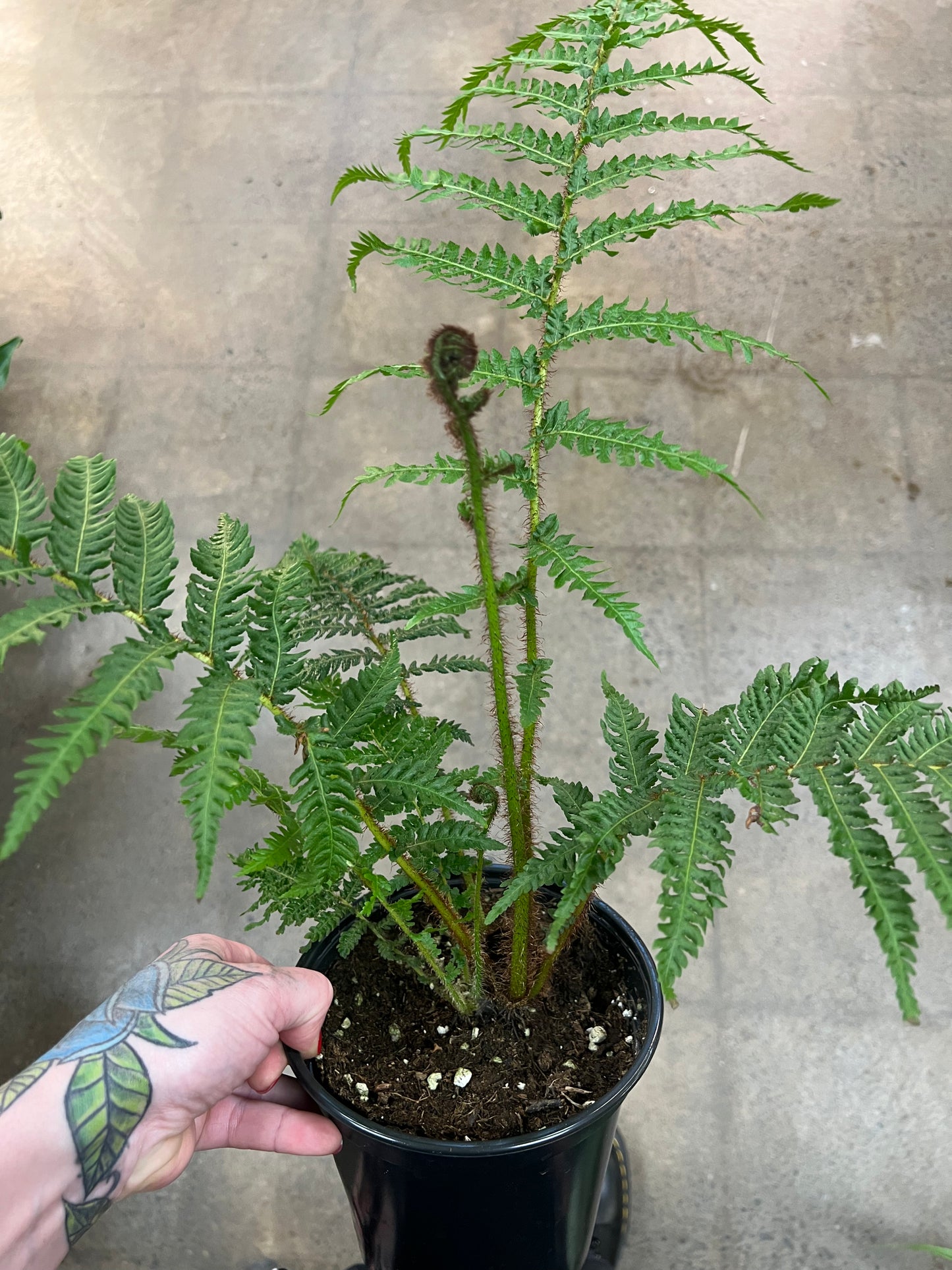 Australian Tree Fern