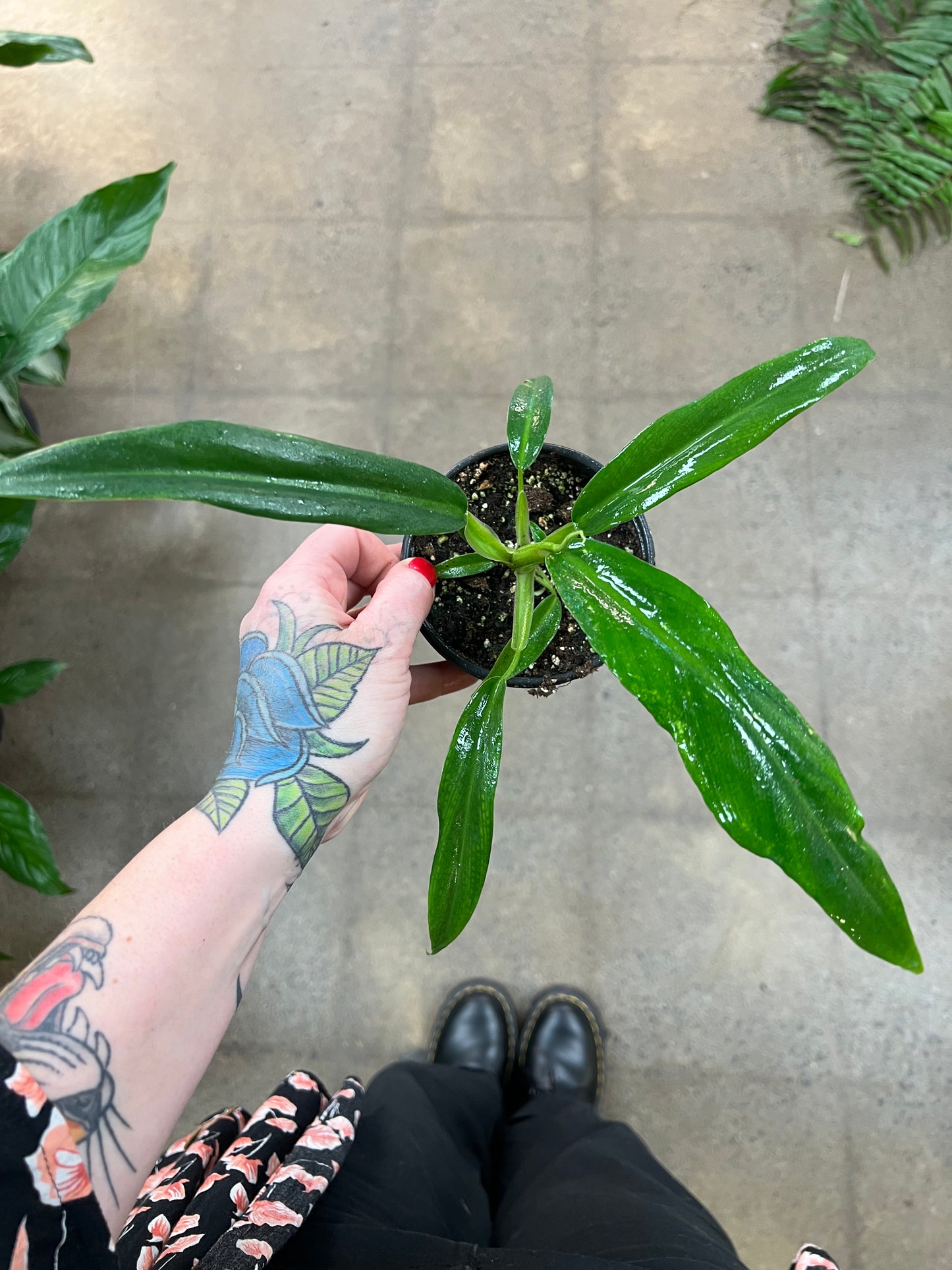 Philodendron Elegans