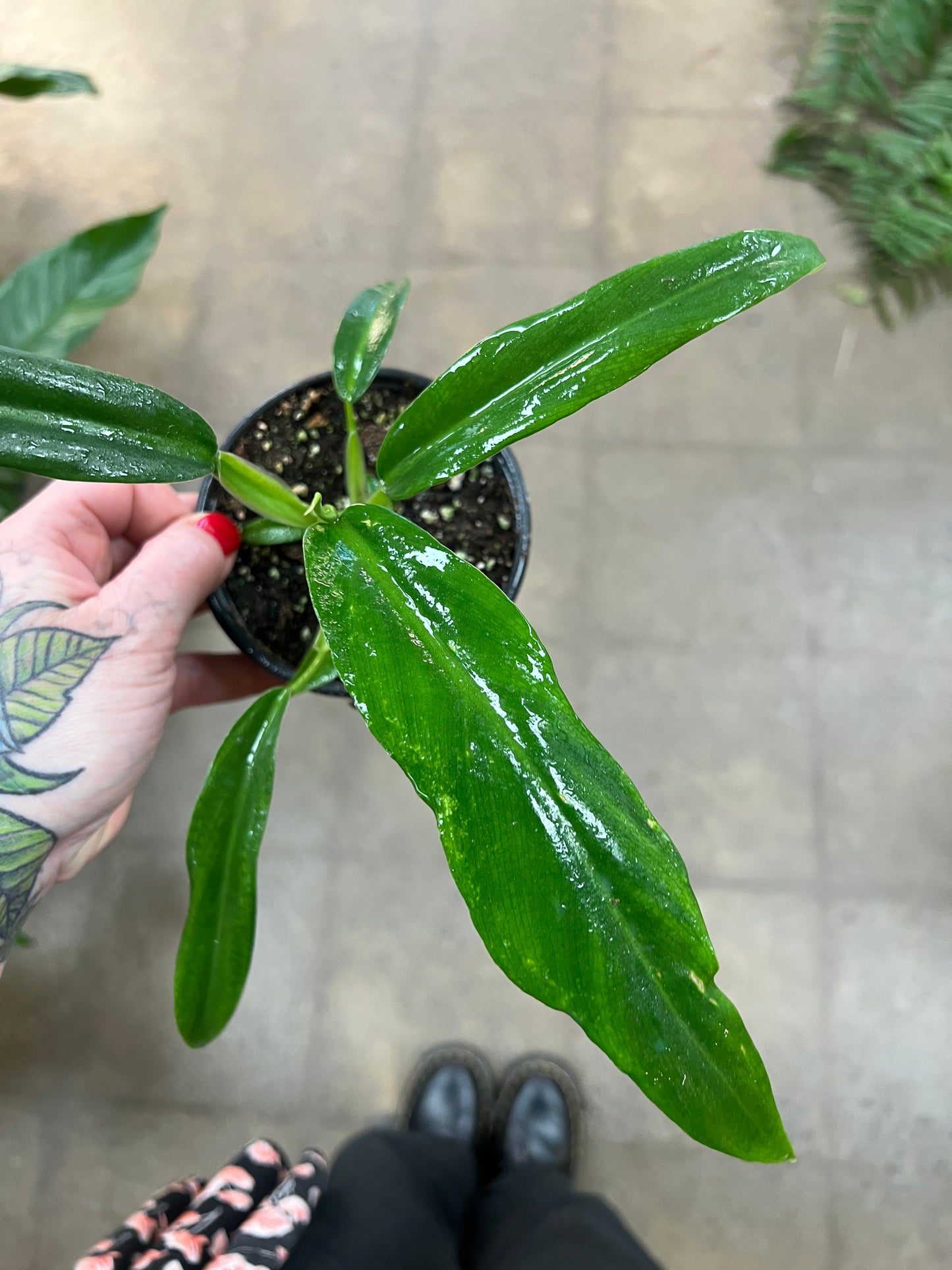 Philodendron Elegans