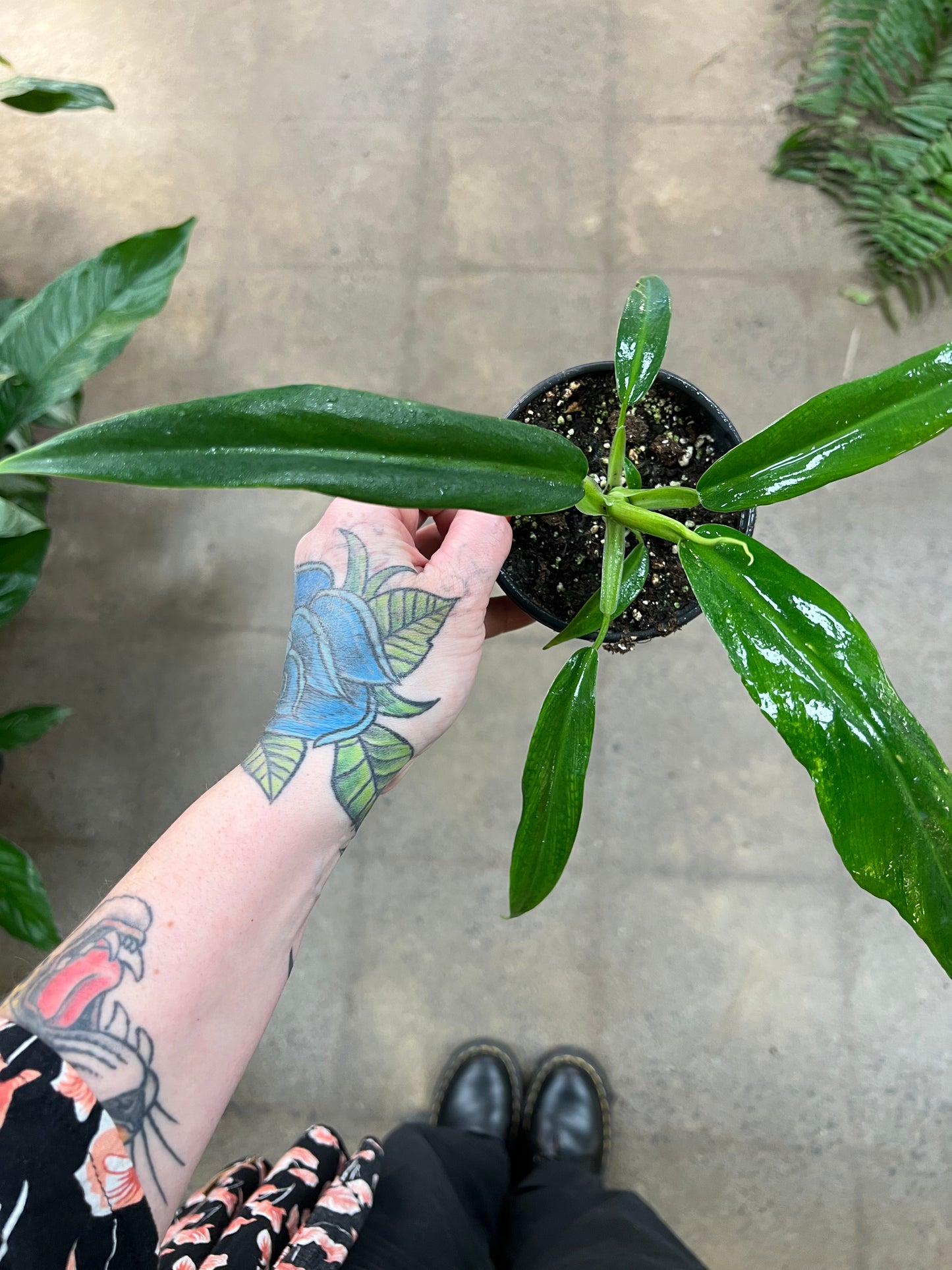 Philodendron Elegans