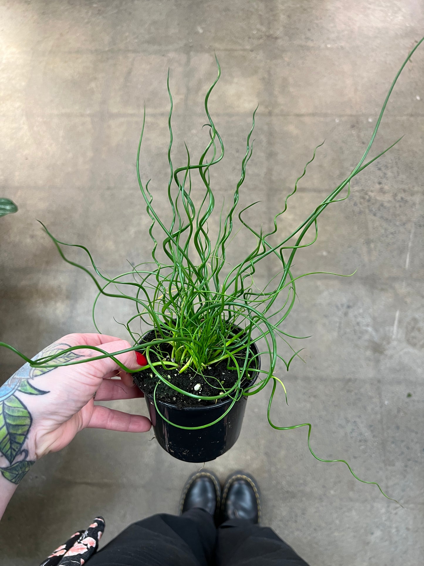 Juncus Spiralis