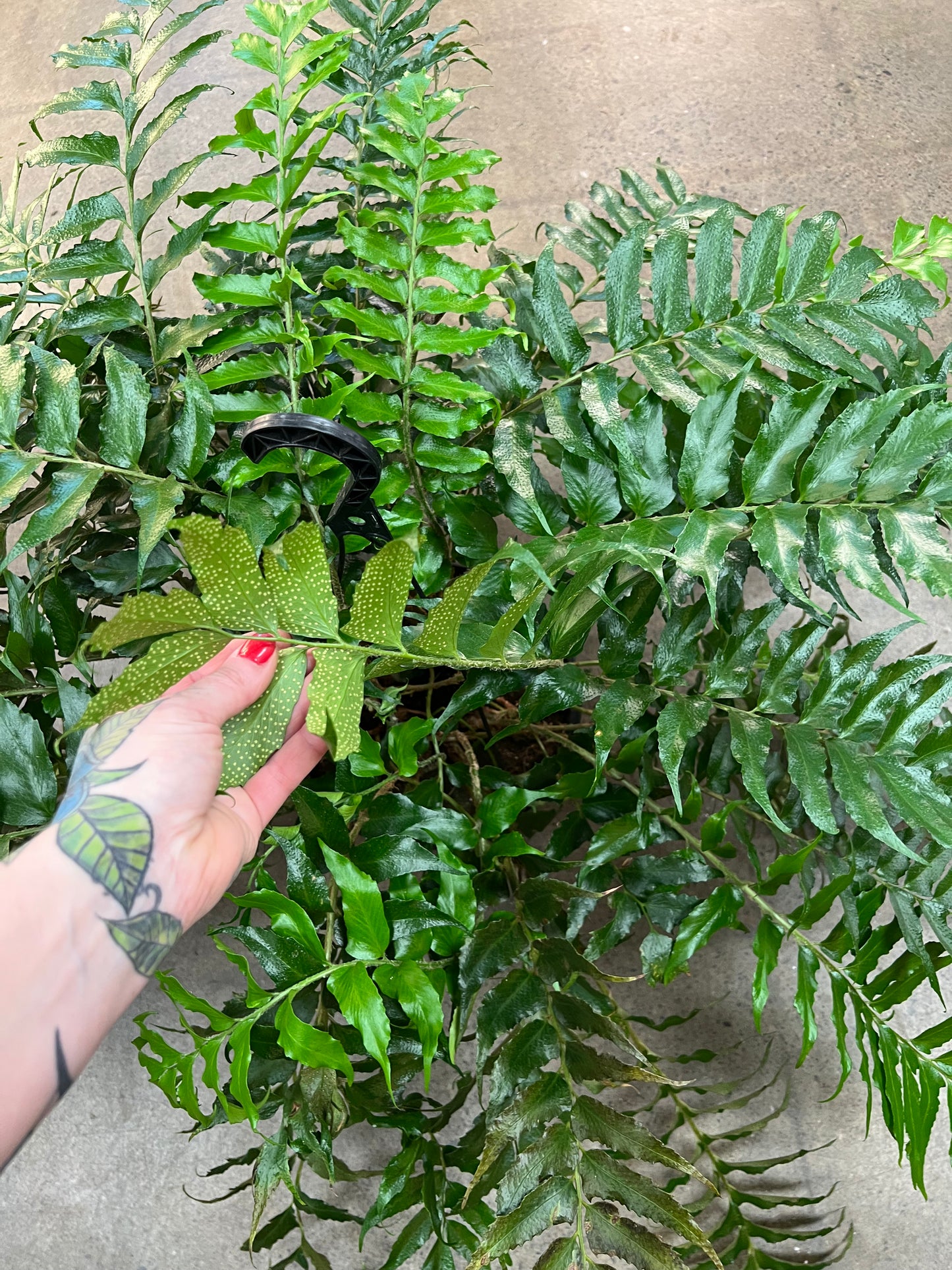 Fern Holly