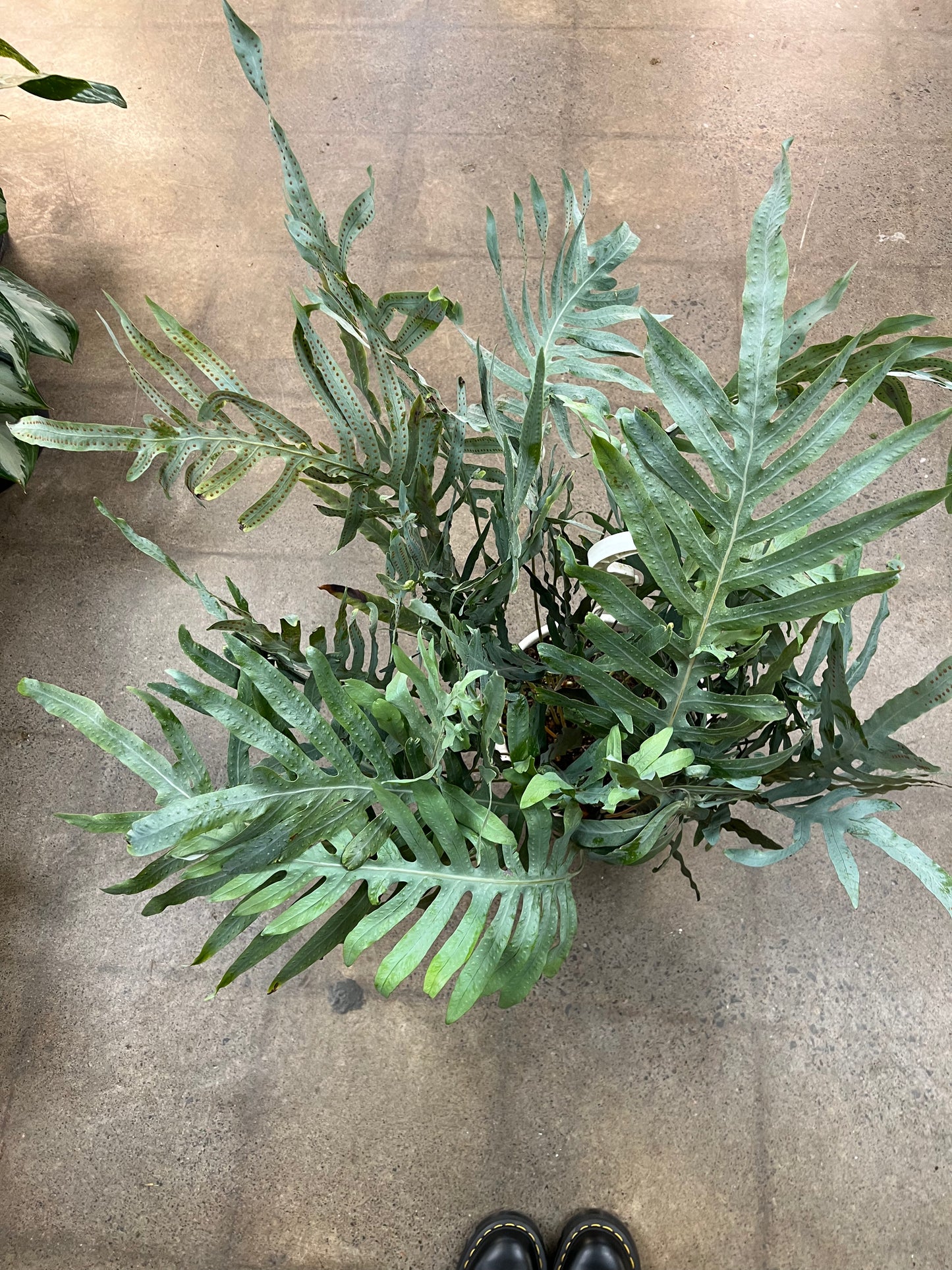 Fern Blue Star