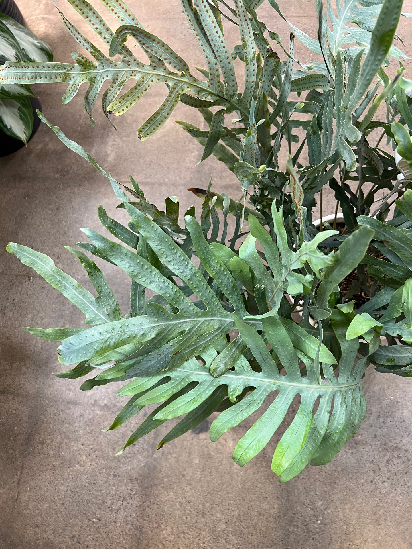 Fern Blue Star