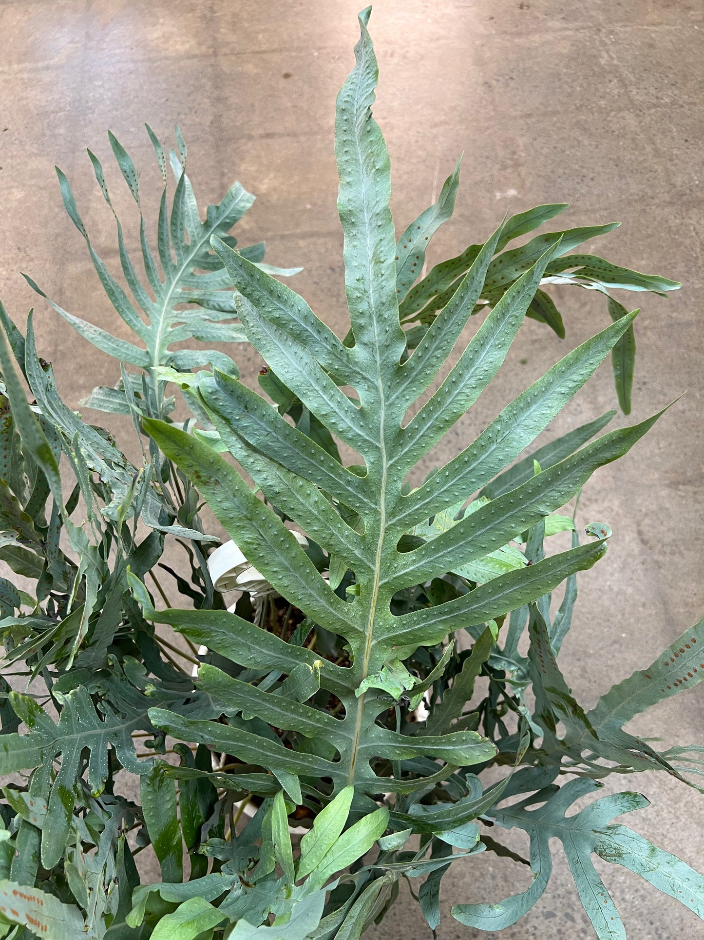 Fern Blue Star