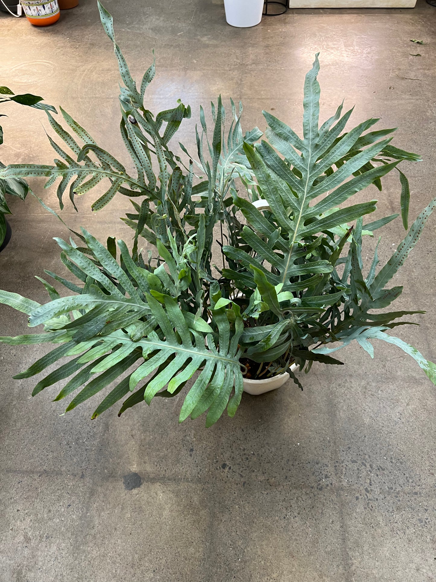 Fern Blue Star