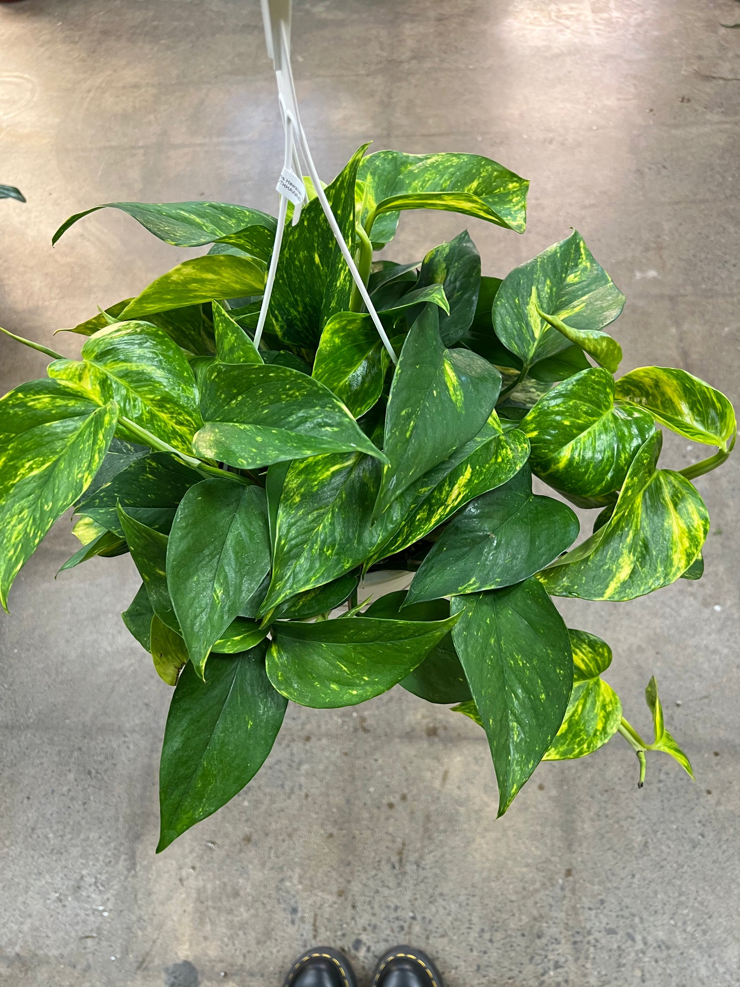 Hawaiian Pothos
