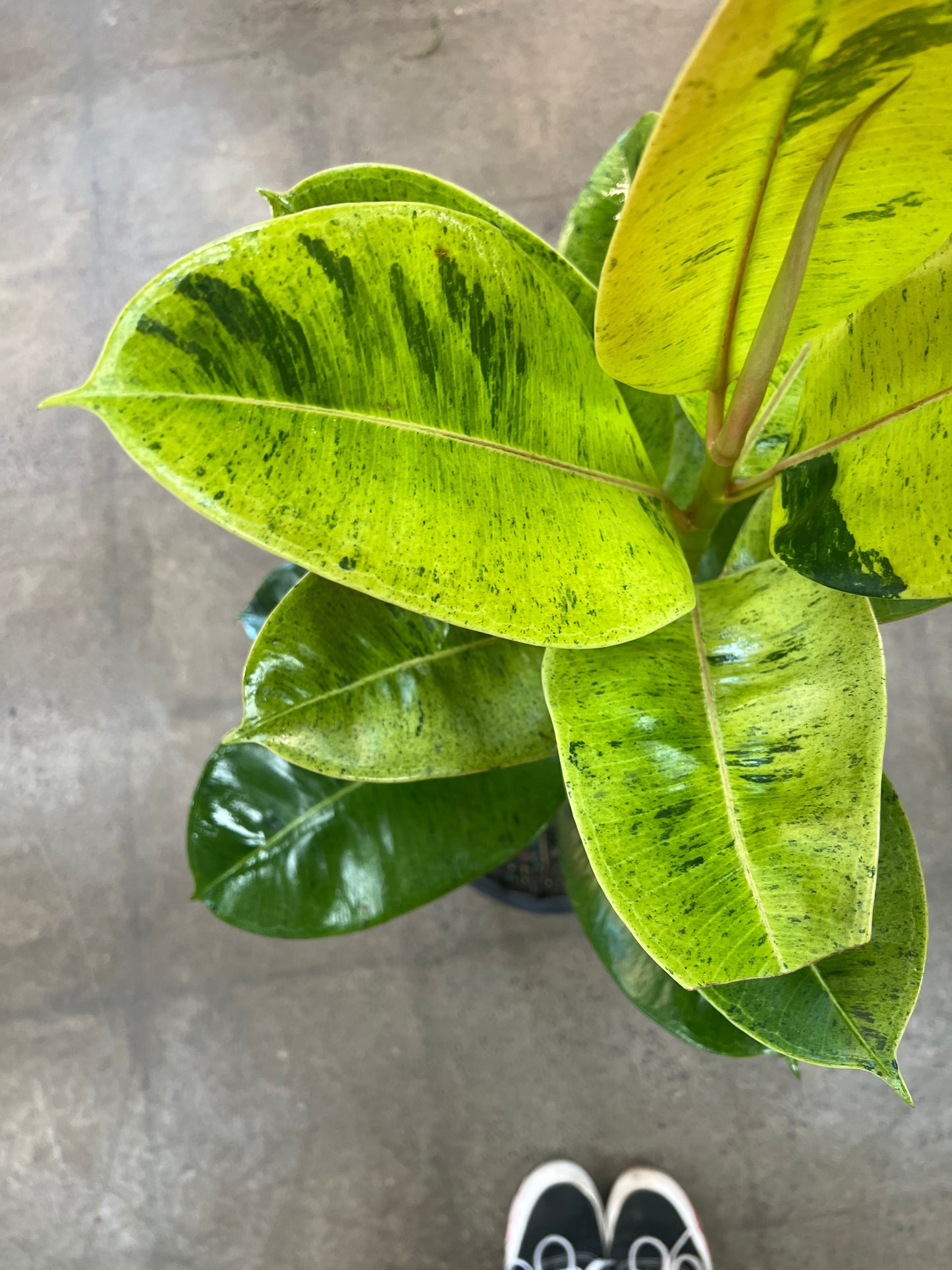 Ficus Shivereana Moonshine