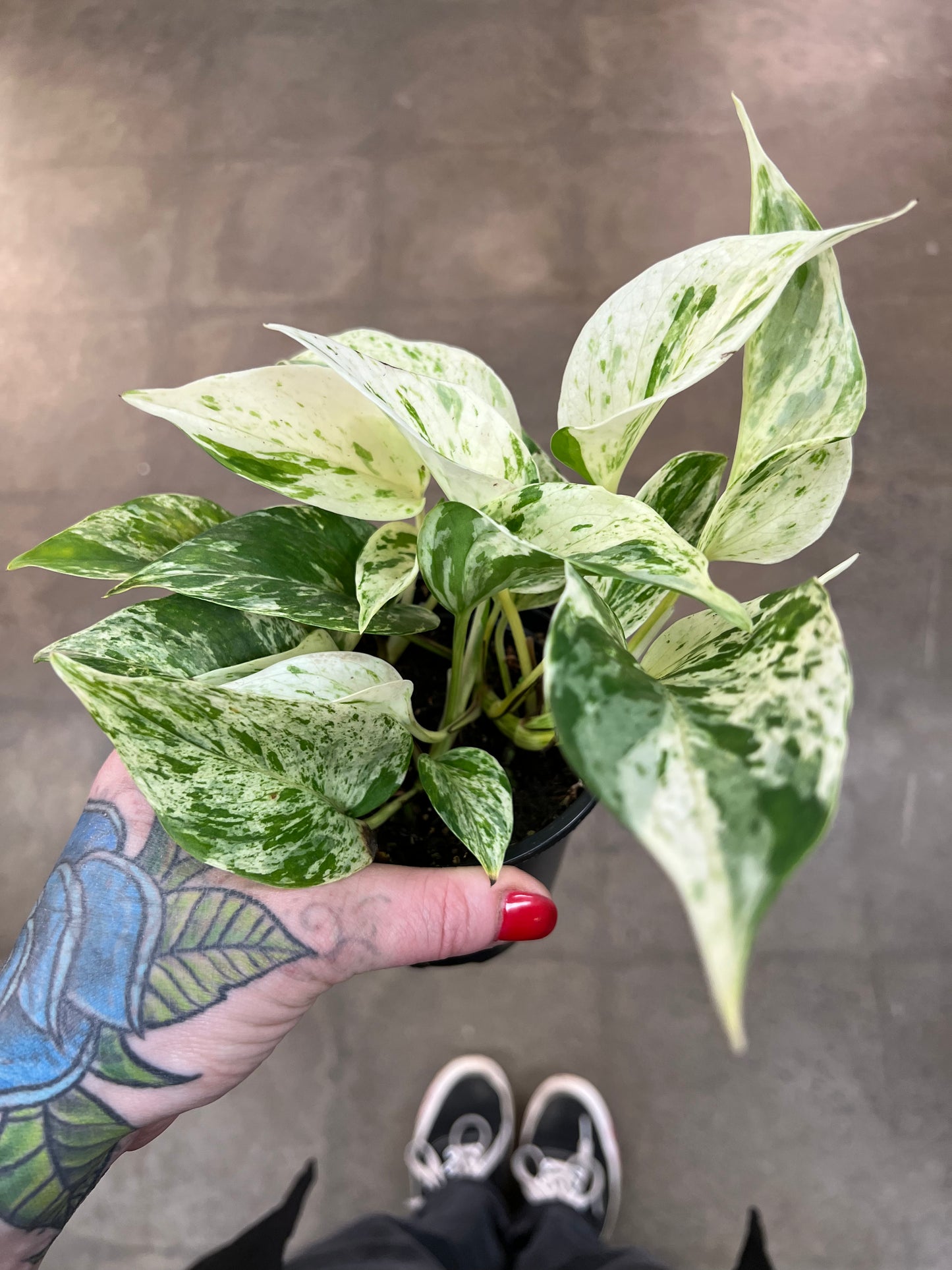Pothos Snow Queen
