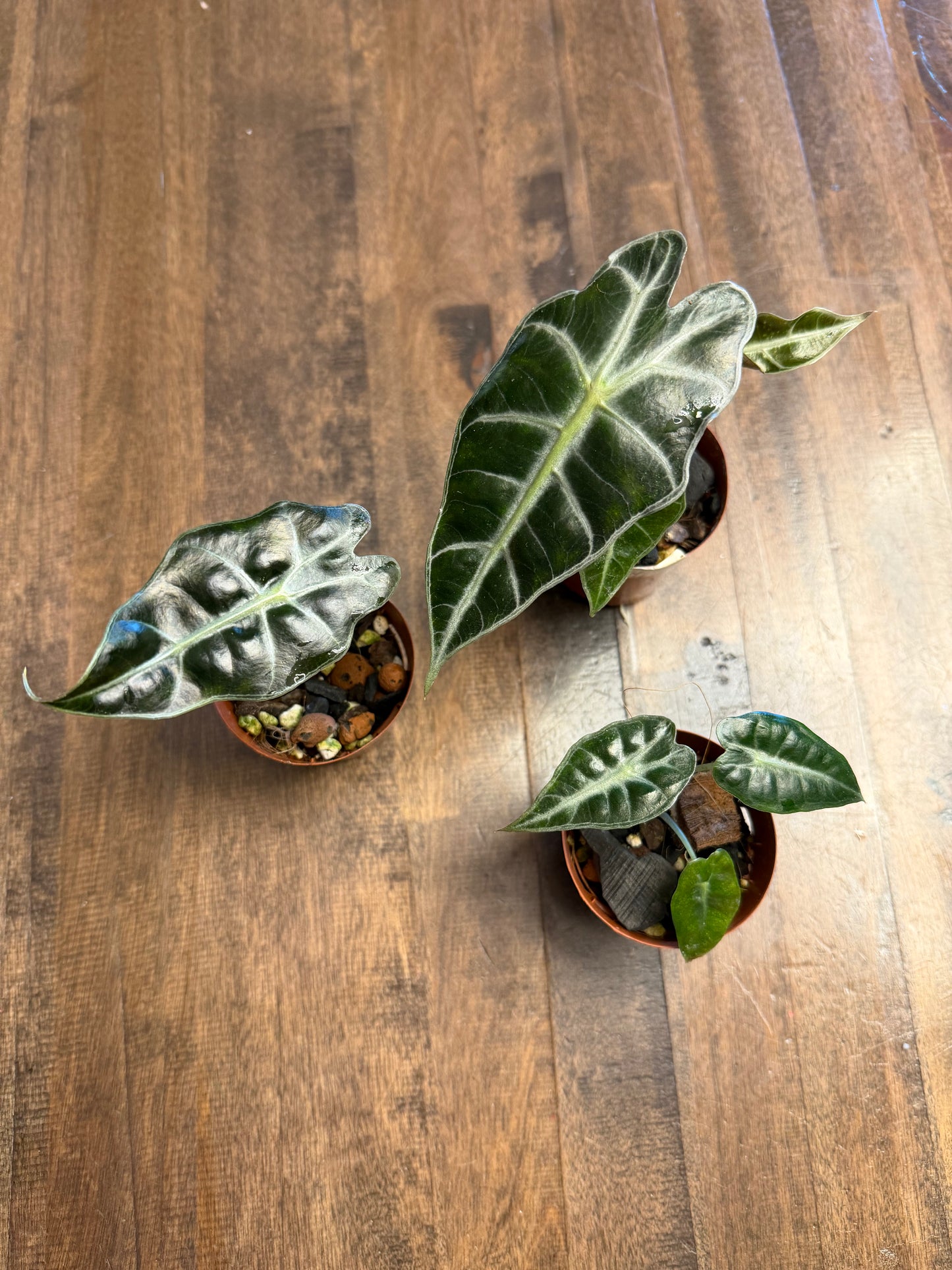 Alocasia Mandalay